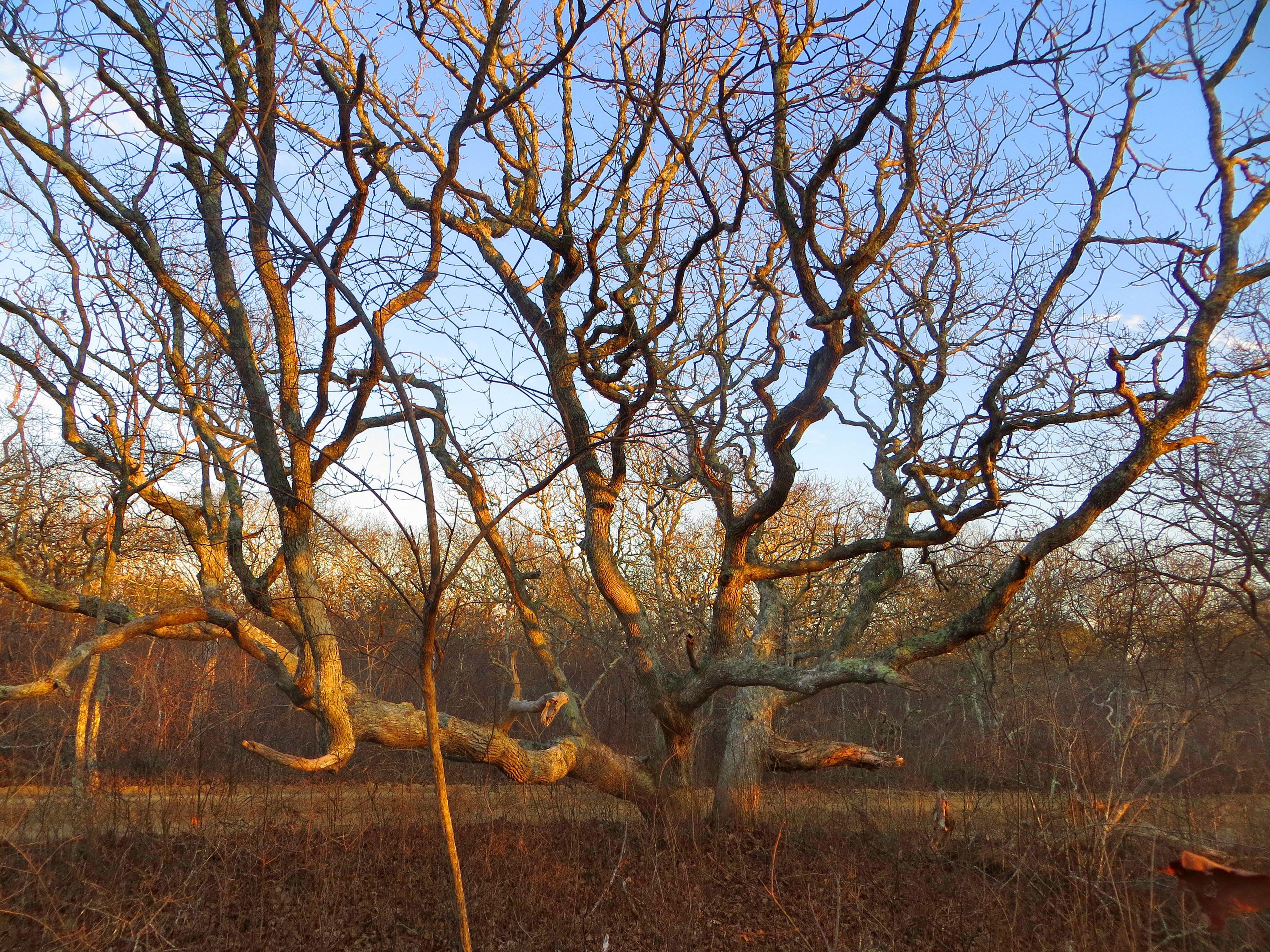 oak tree