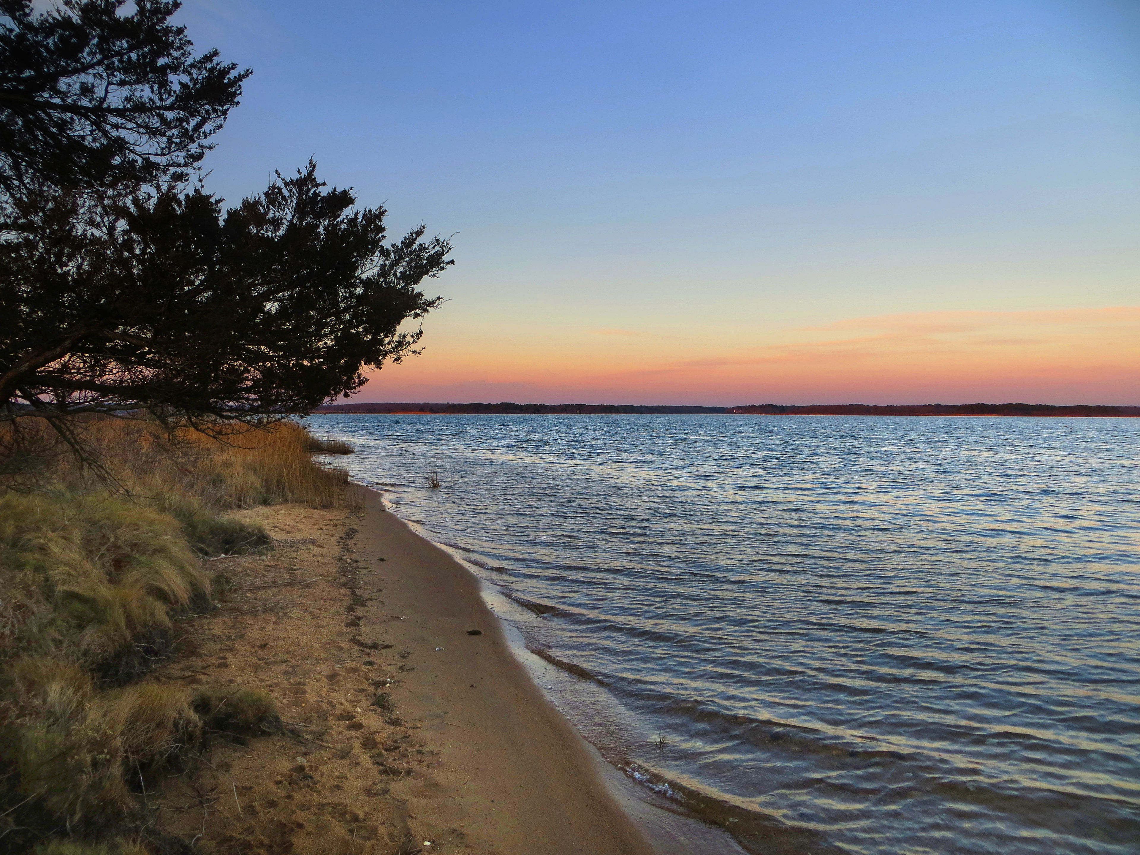 Tisbury Great Pond shore