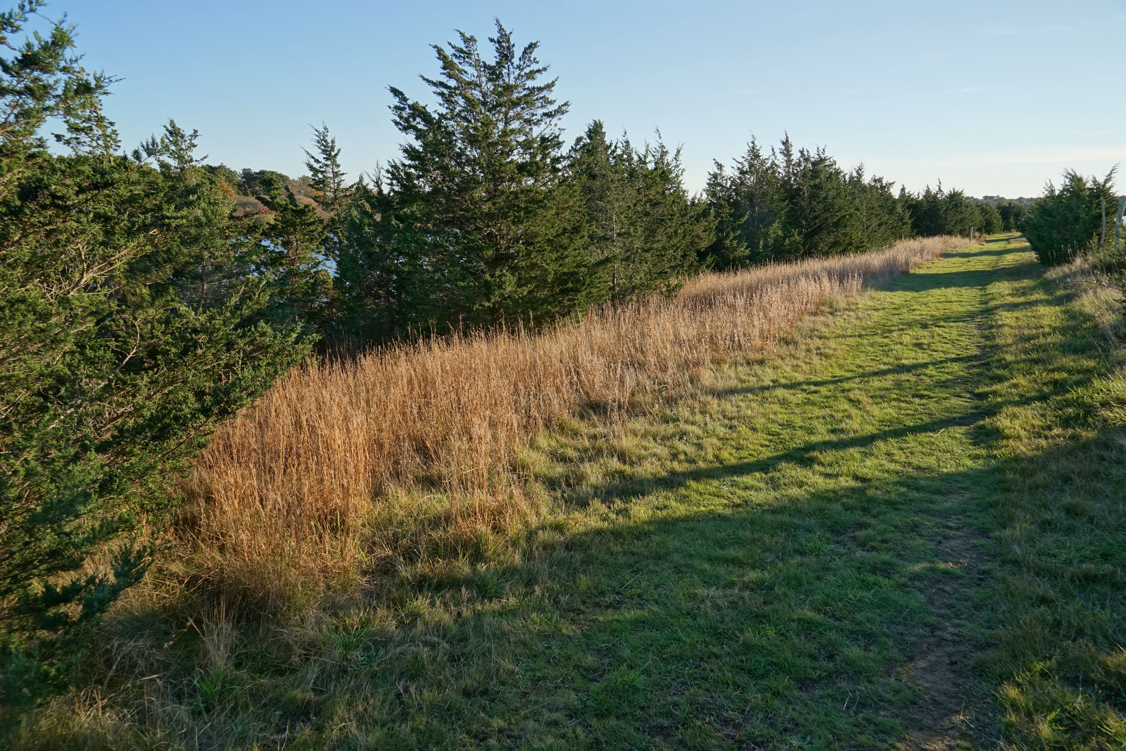 path to pond along Short Cove