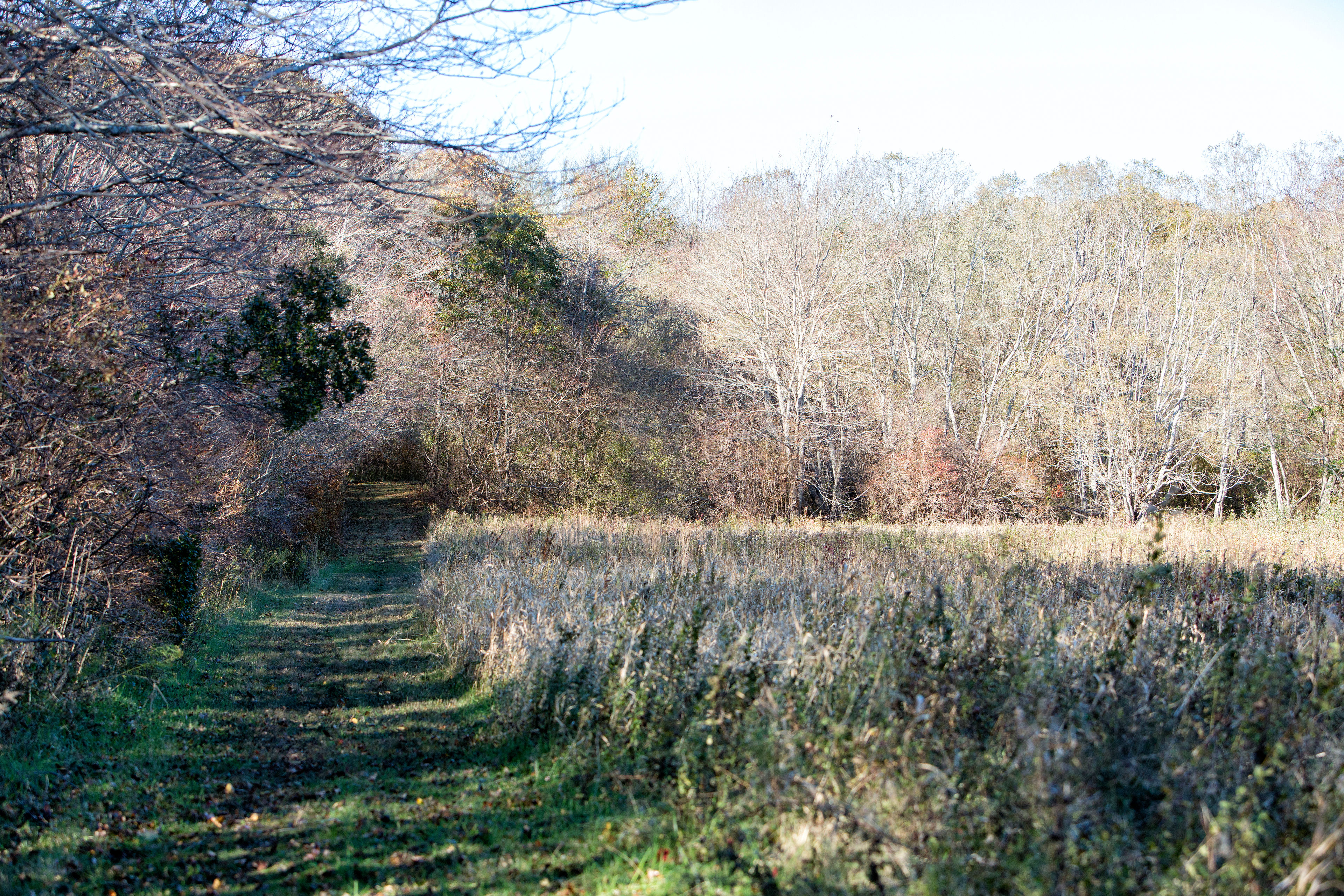 trail into woods