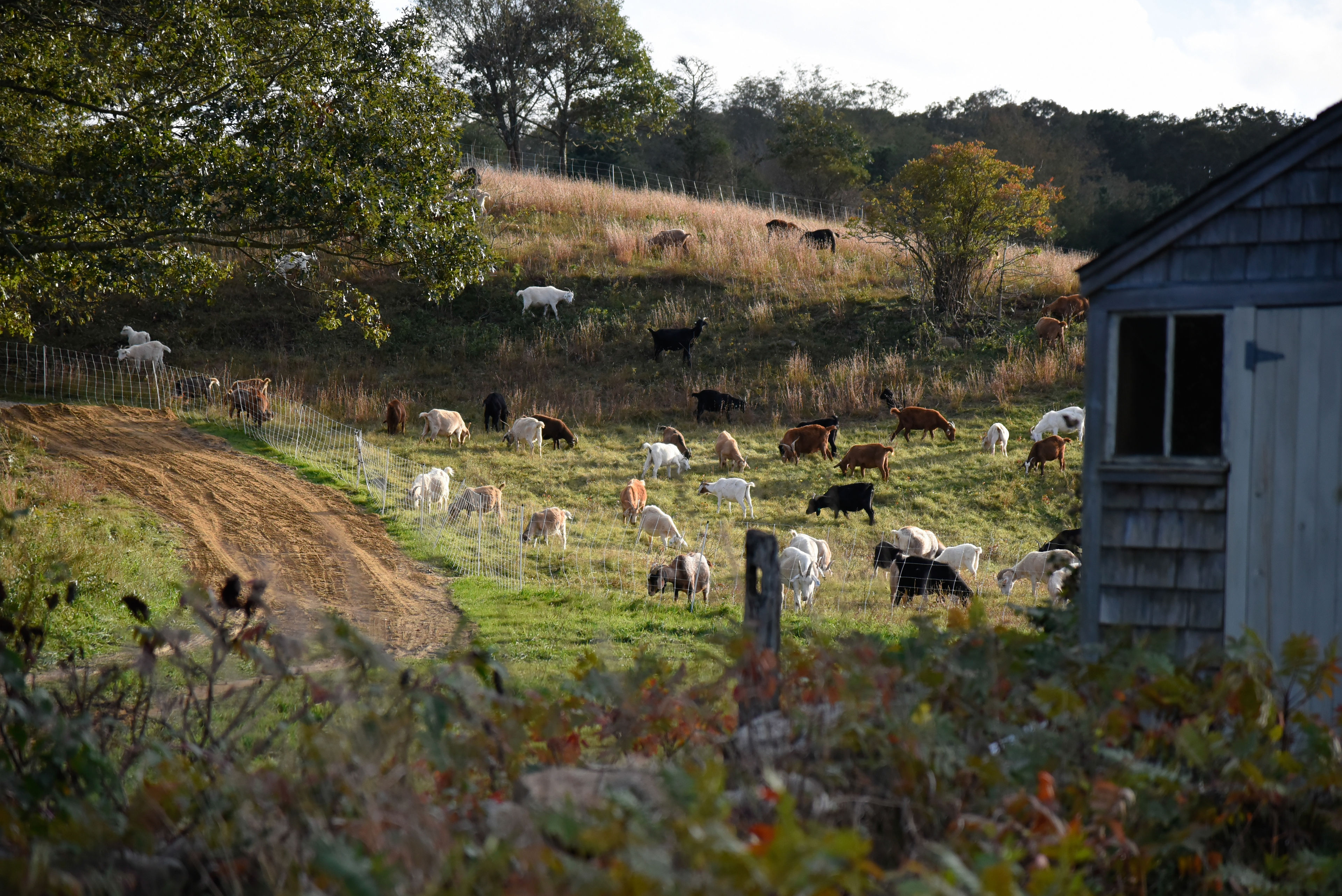 goats mowing down the fields (an occasional occurrence)