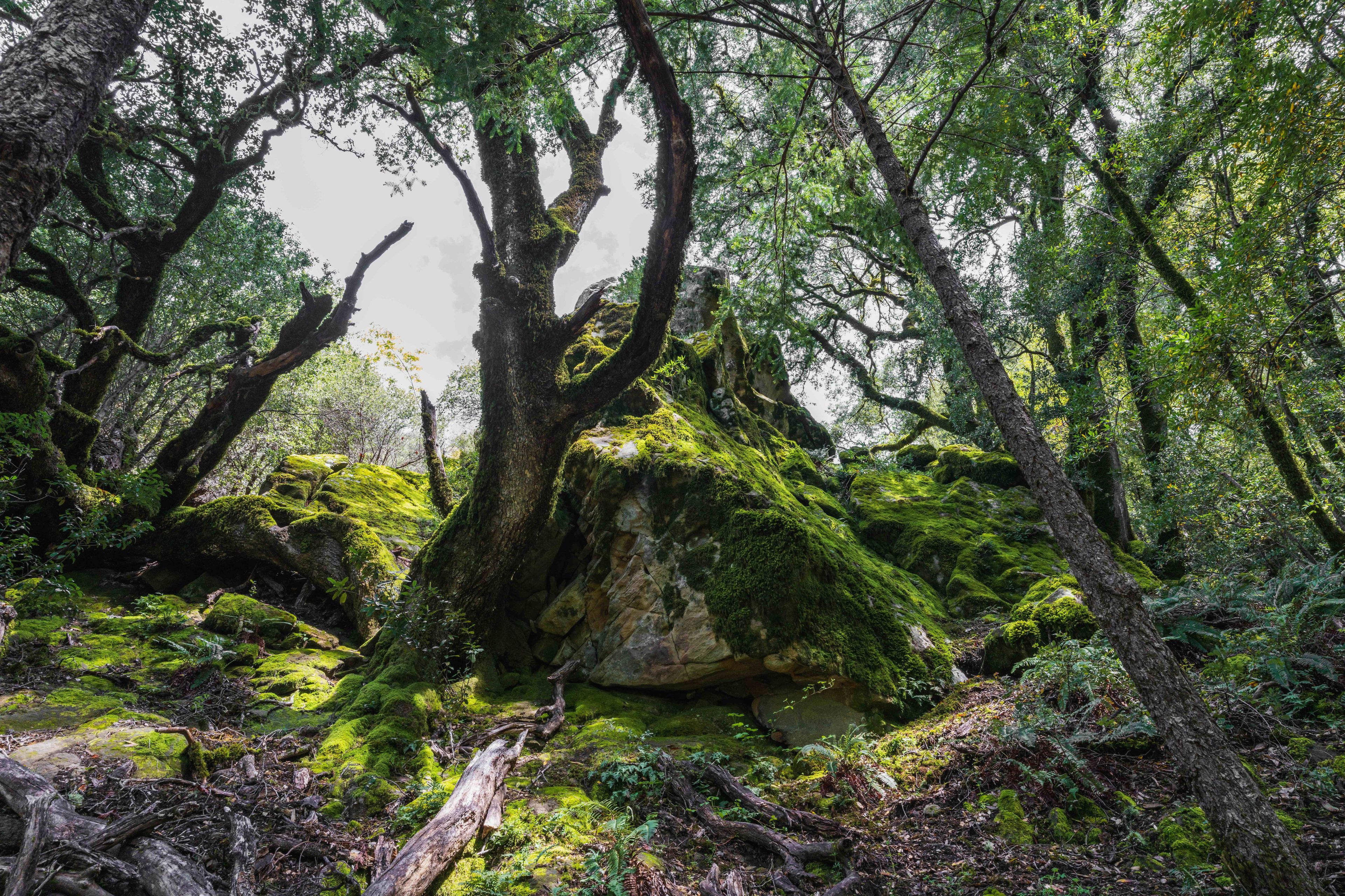 Castle Rock State Park Forest