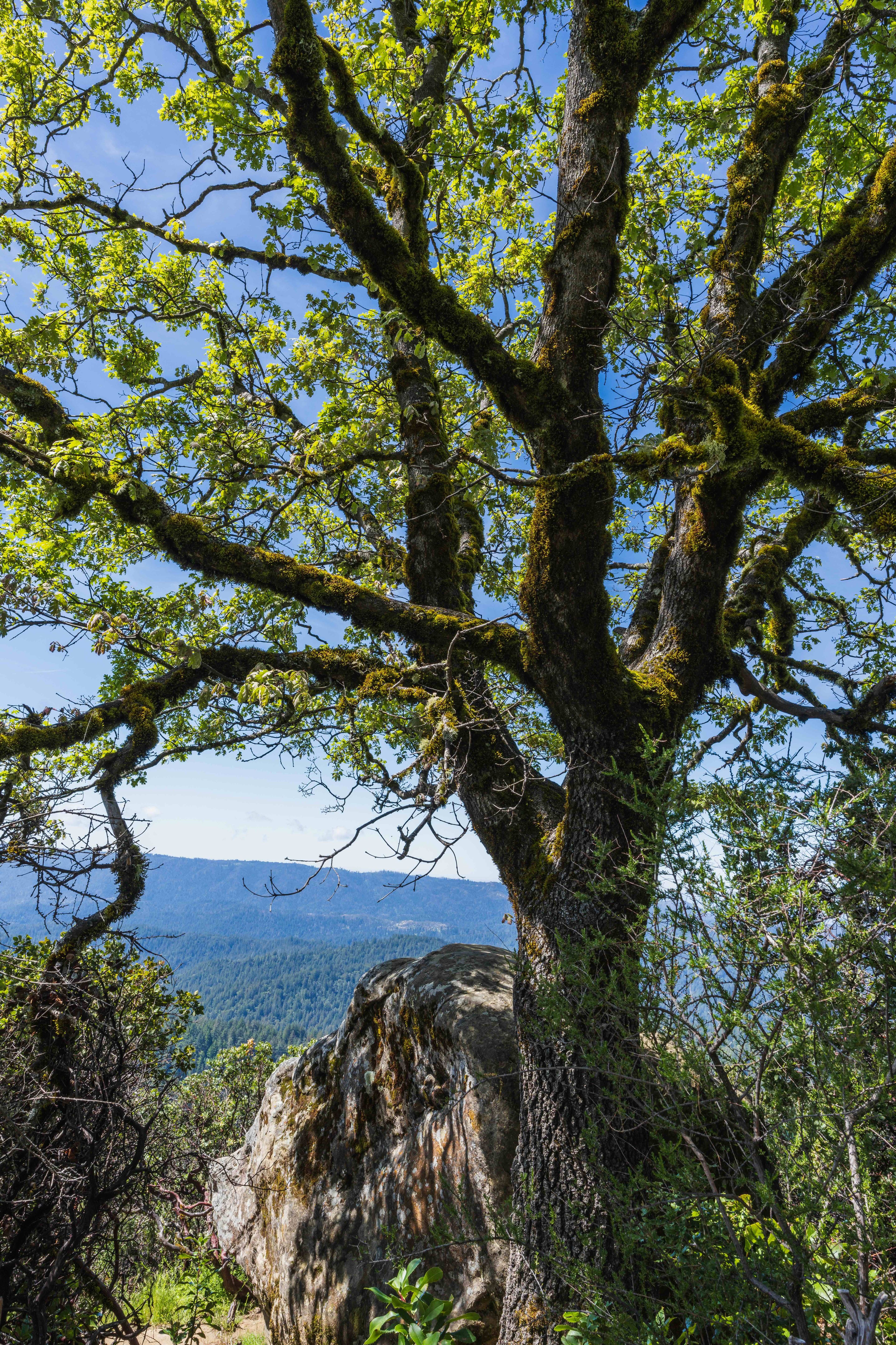 Castle Rock State Park