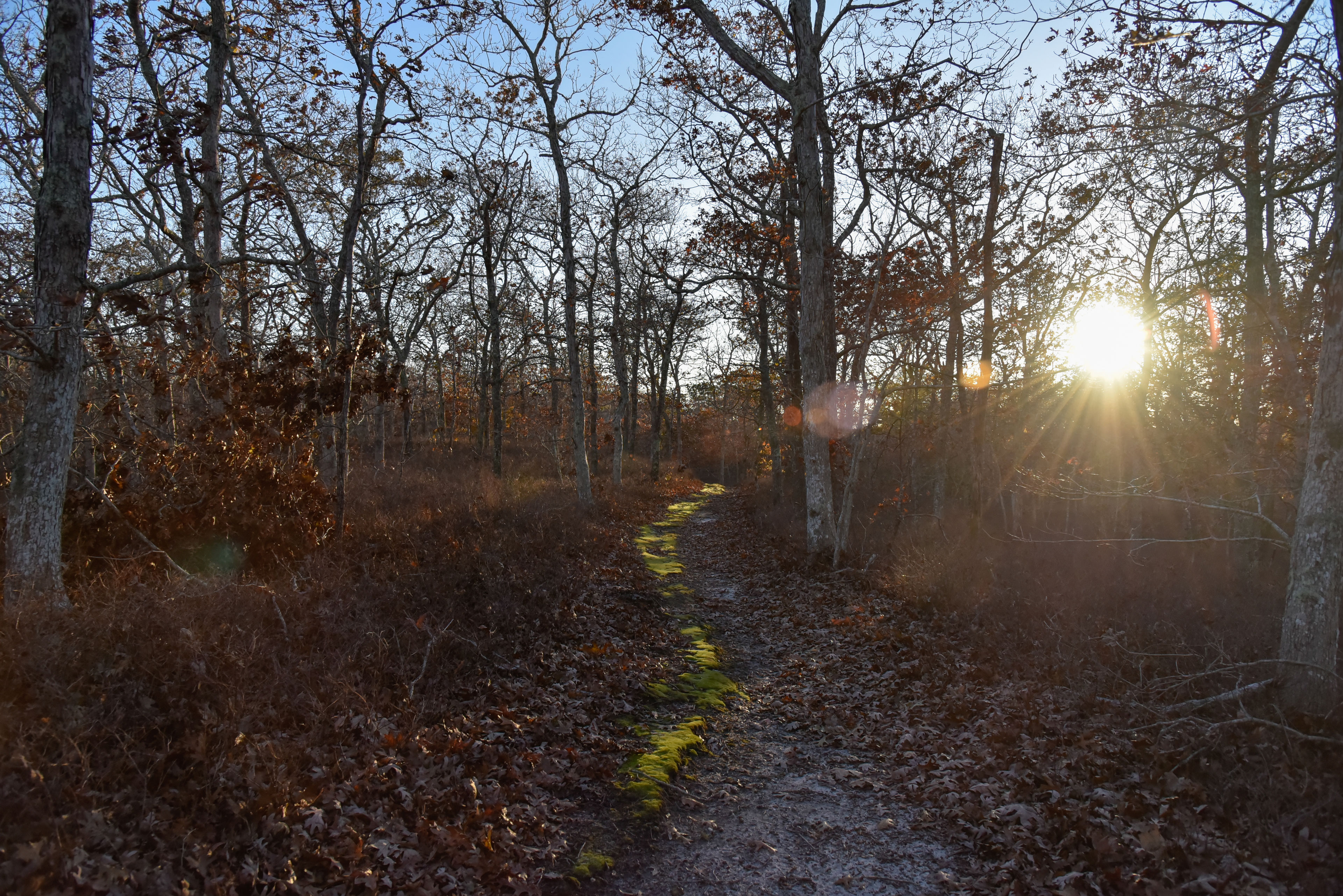 mossy trail