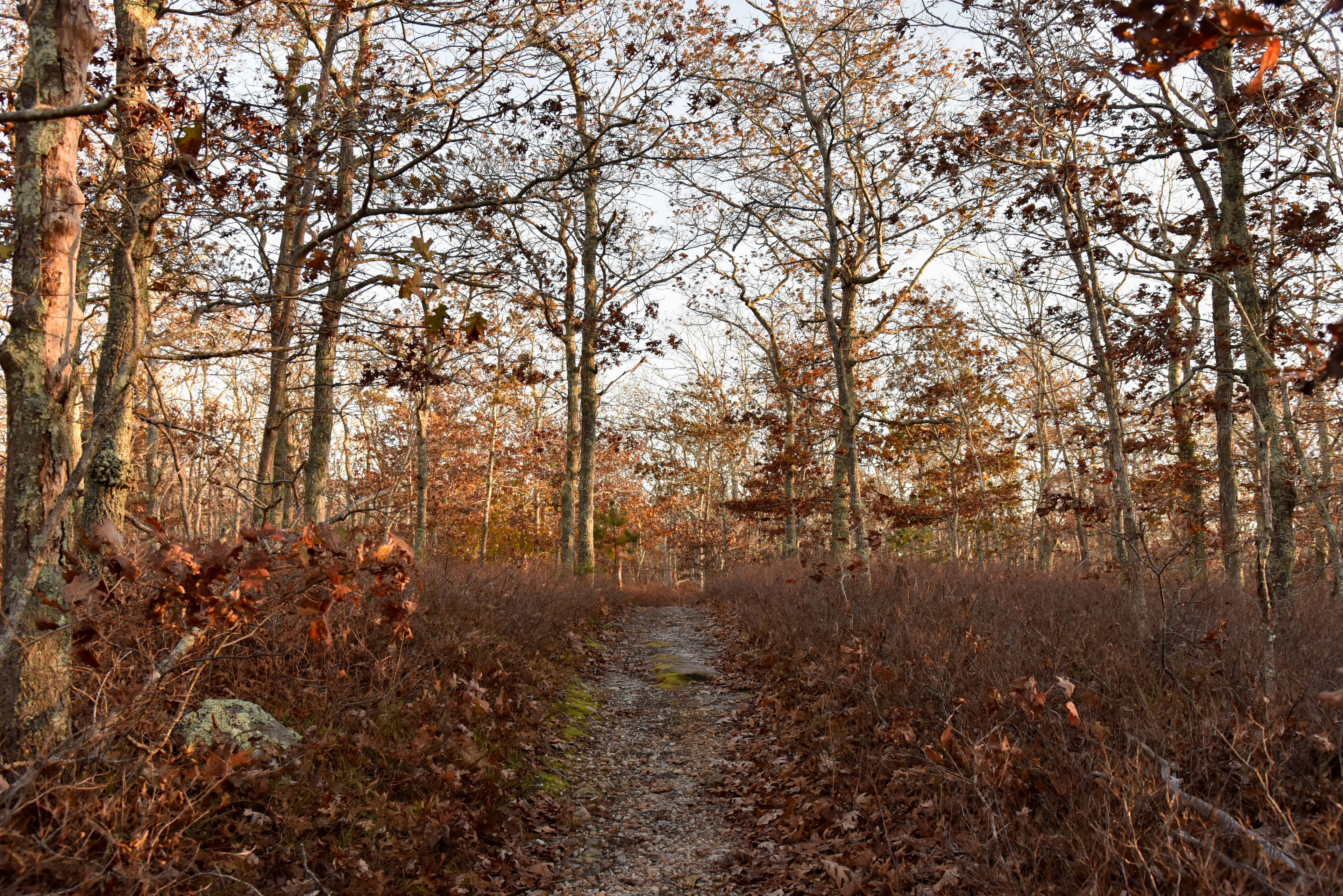 woods path