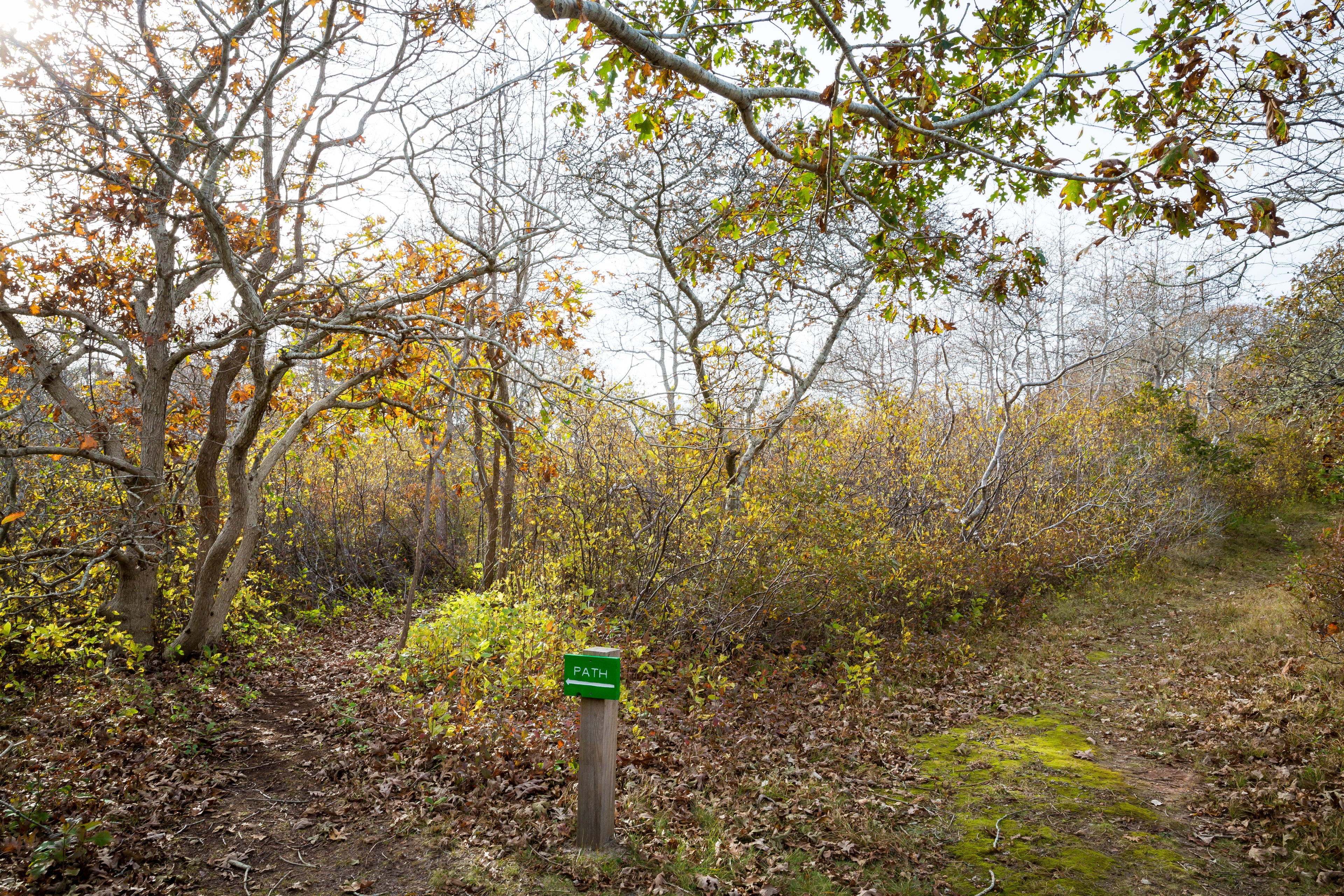 woods path