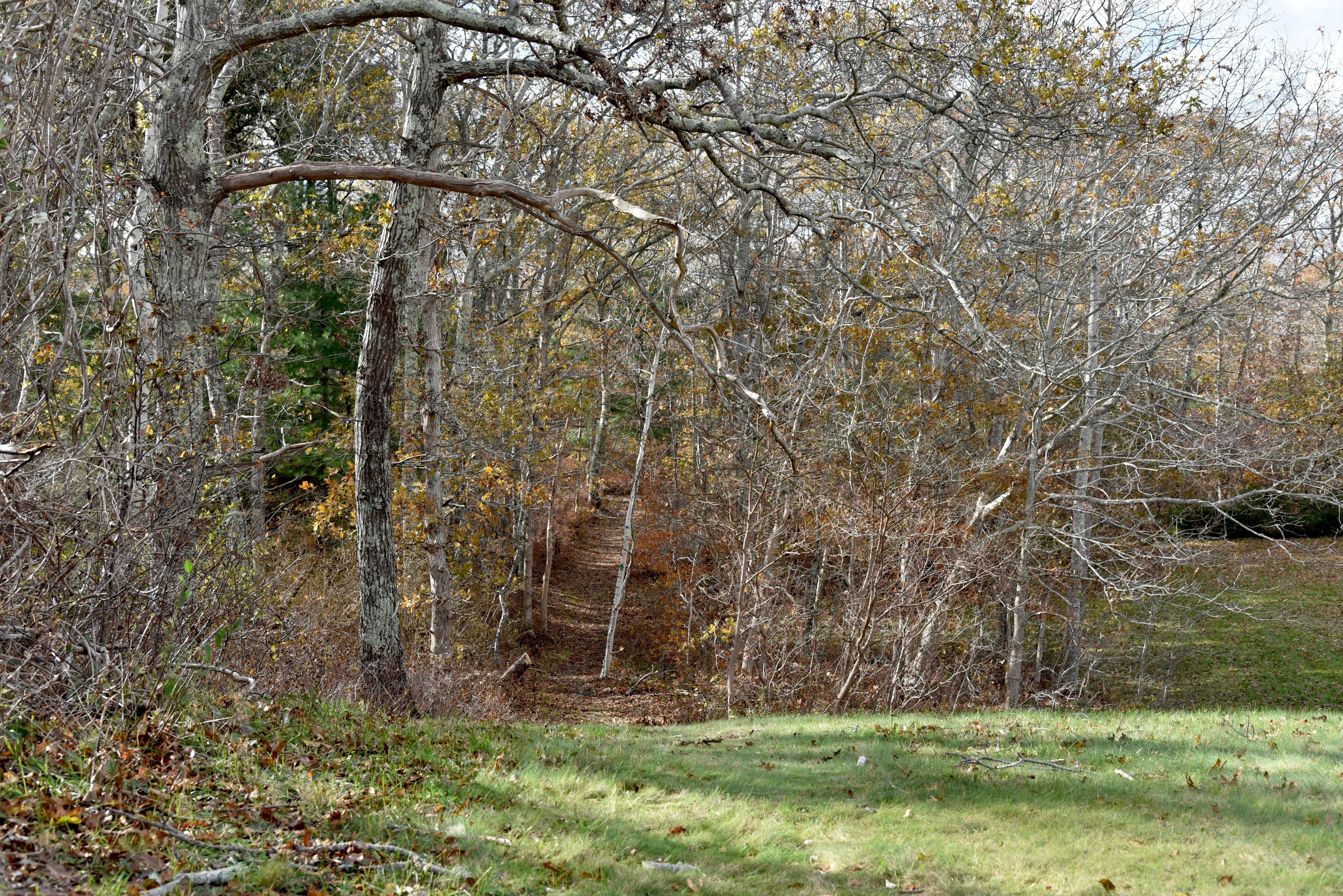 woods path