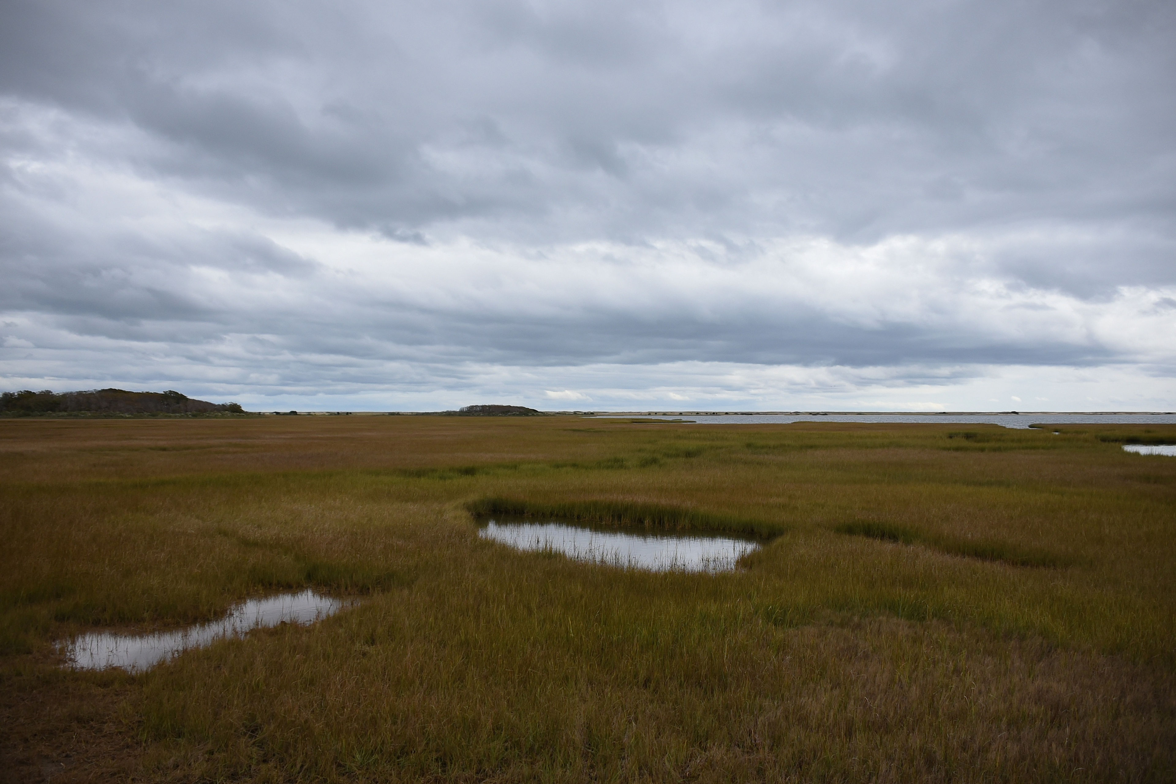 salt marsh