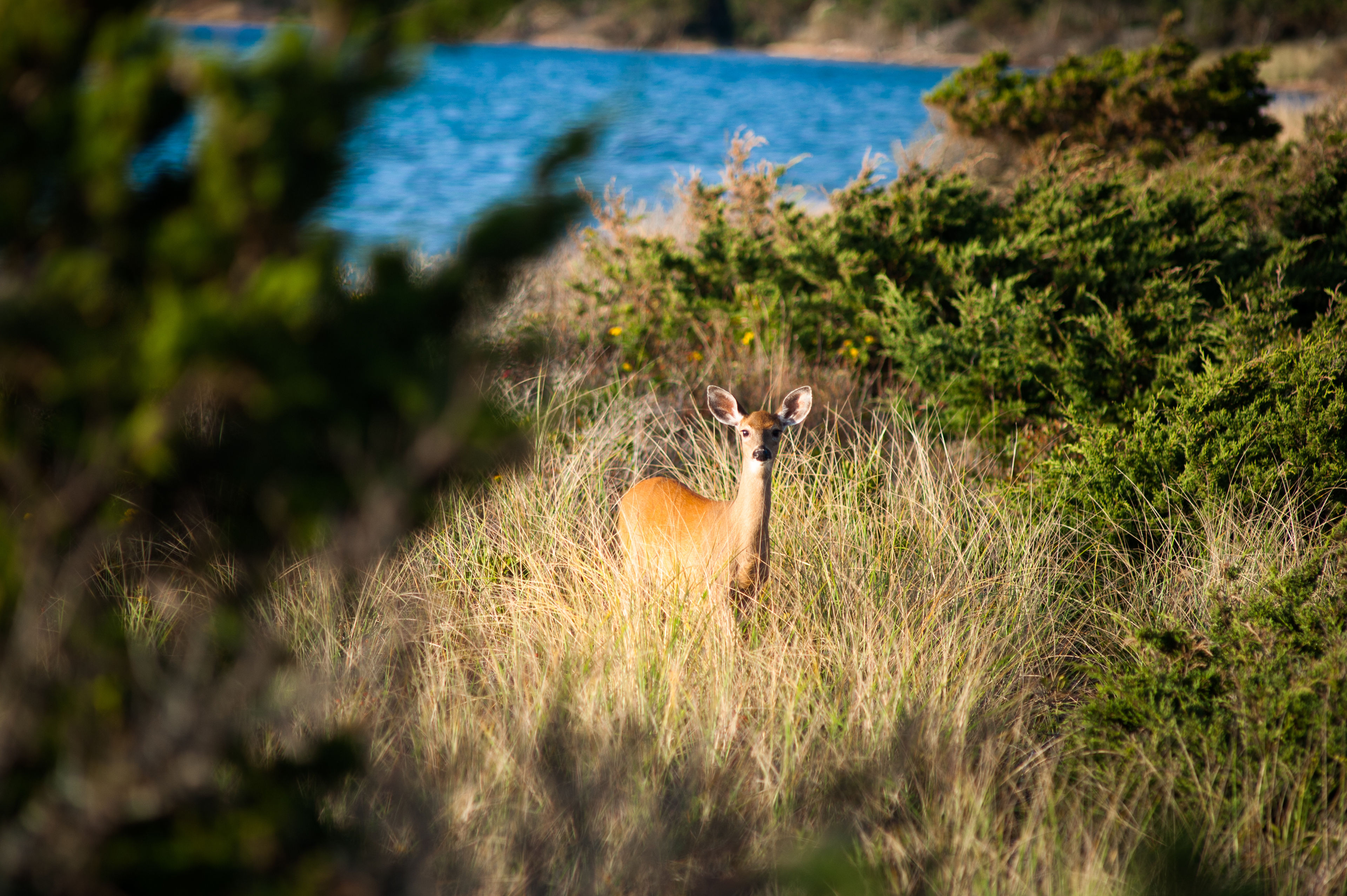 fawn