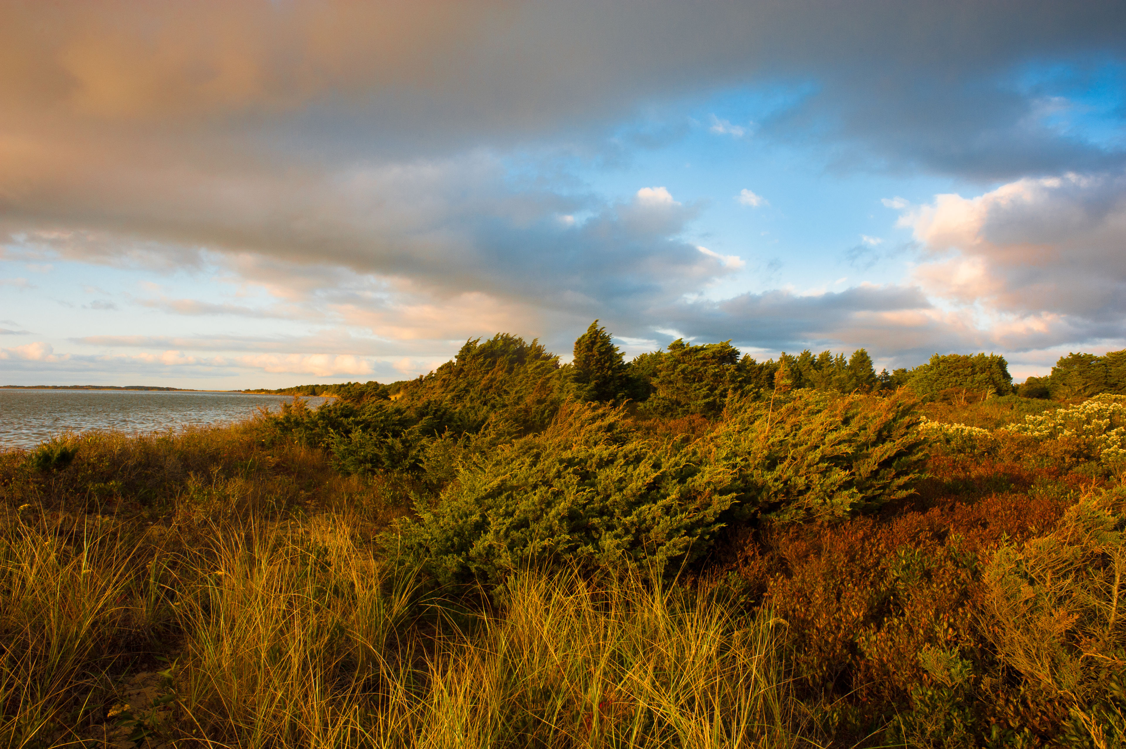 low vegetation