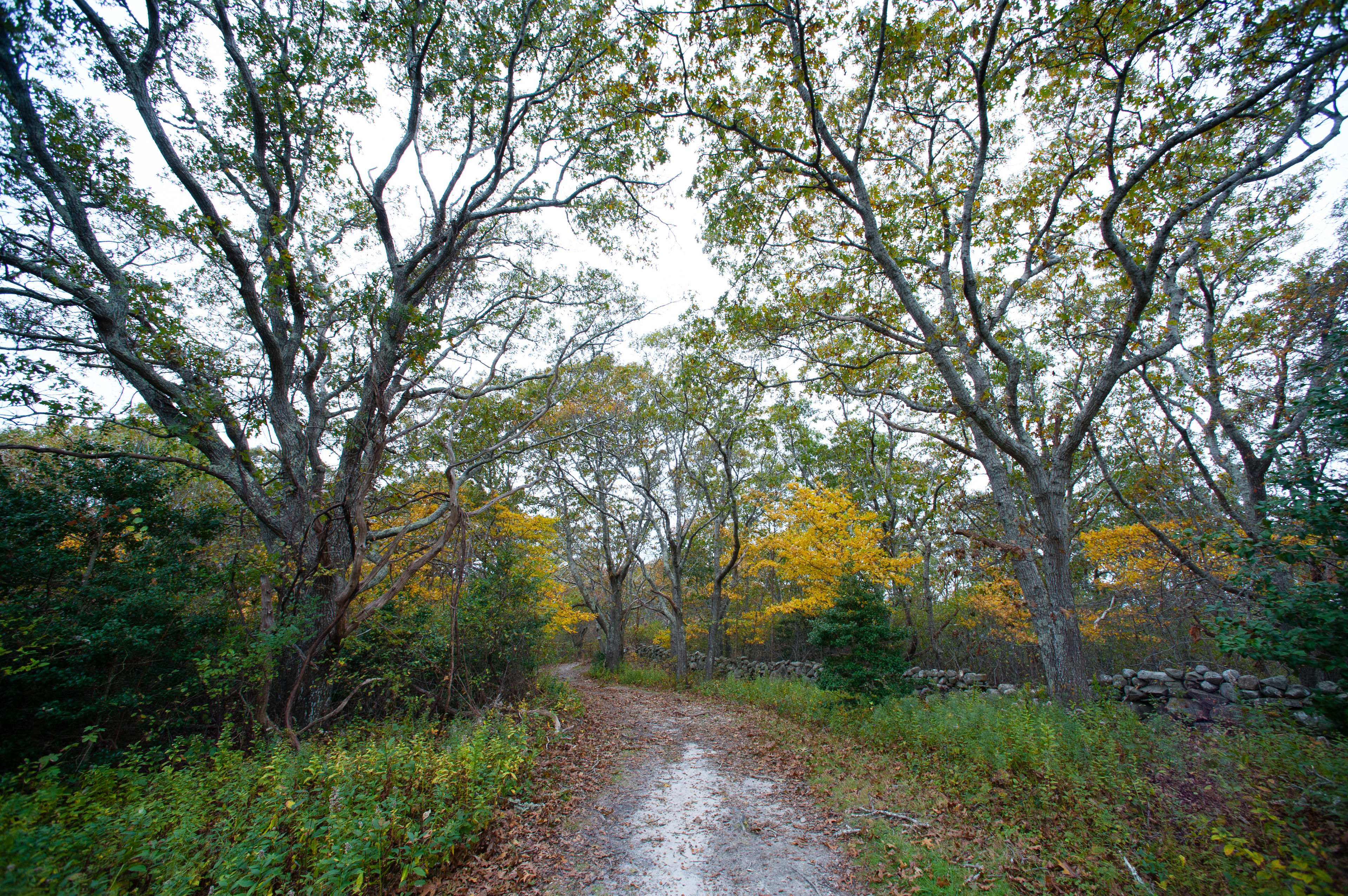 woods path