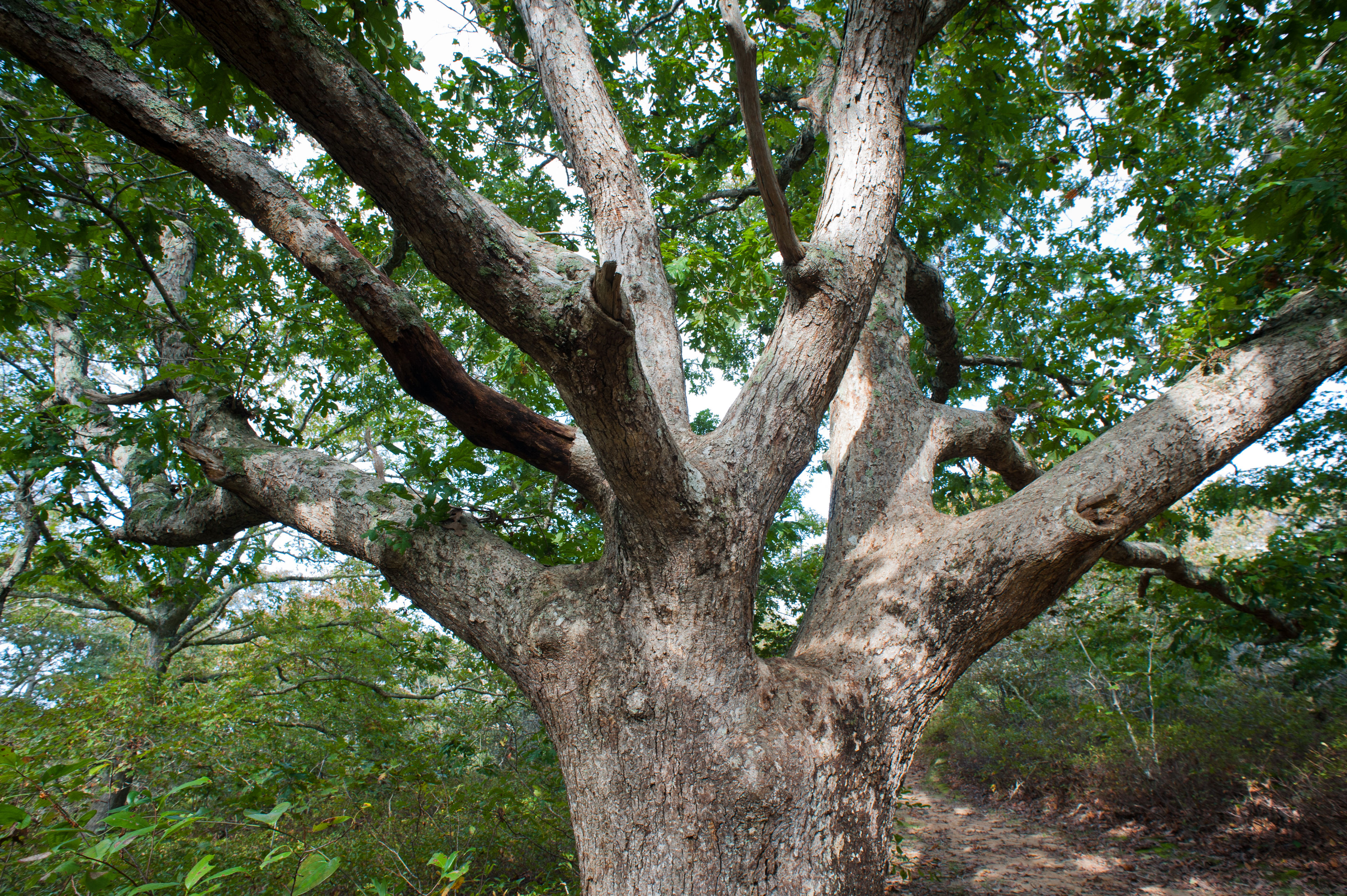 white oak tree