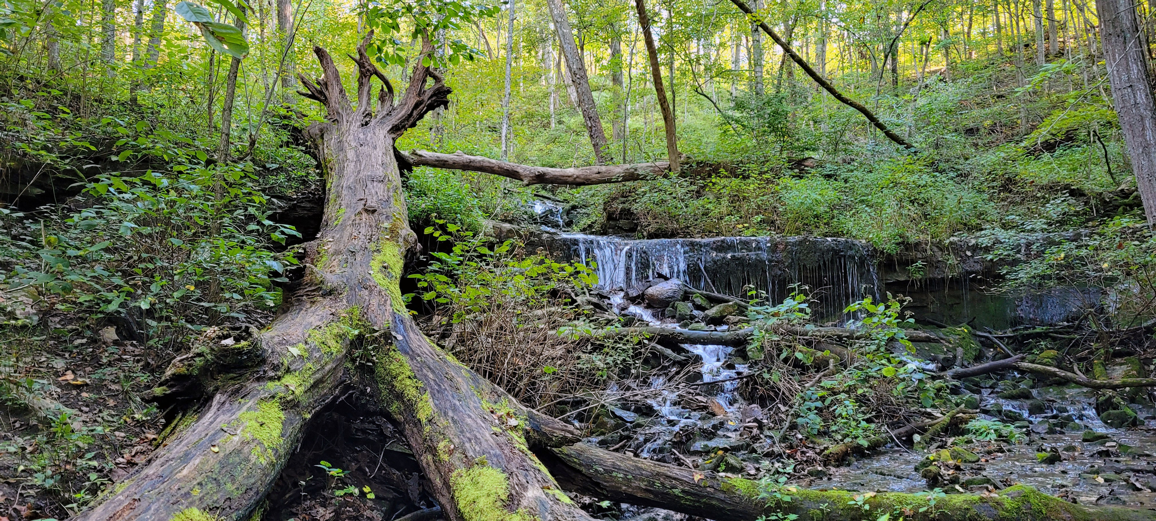 Photo of Shirley Springs Waterfall.