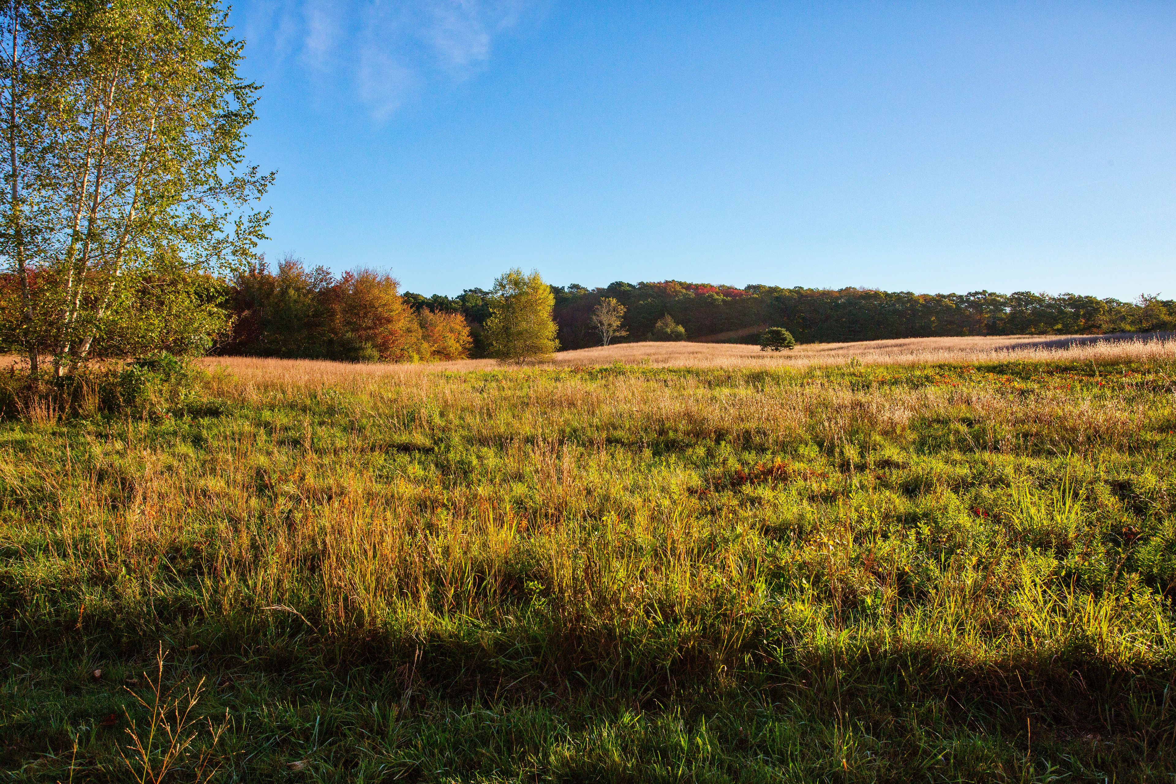 Plant Nursery meadow in autumn