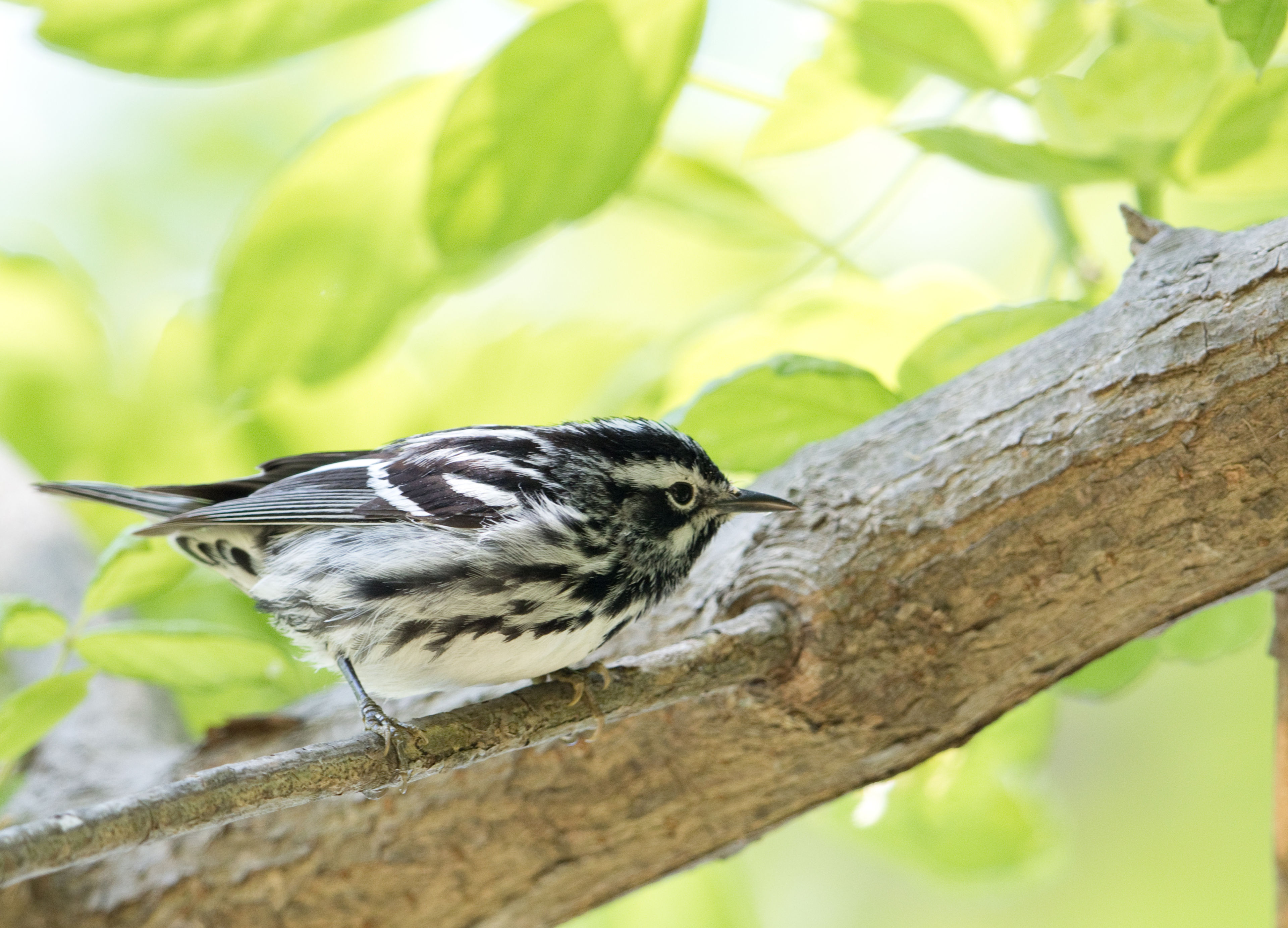Black-and-White Warbler