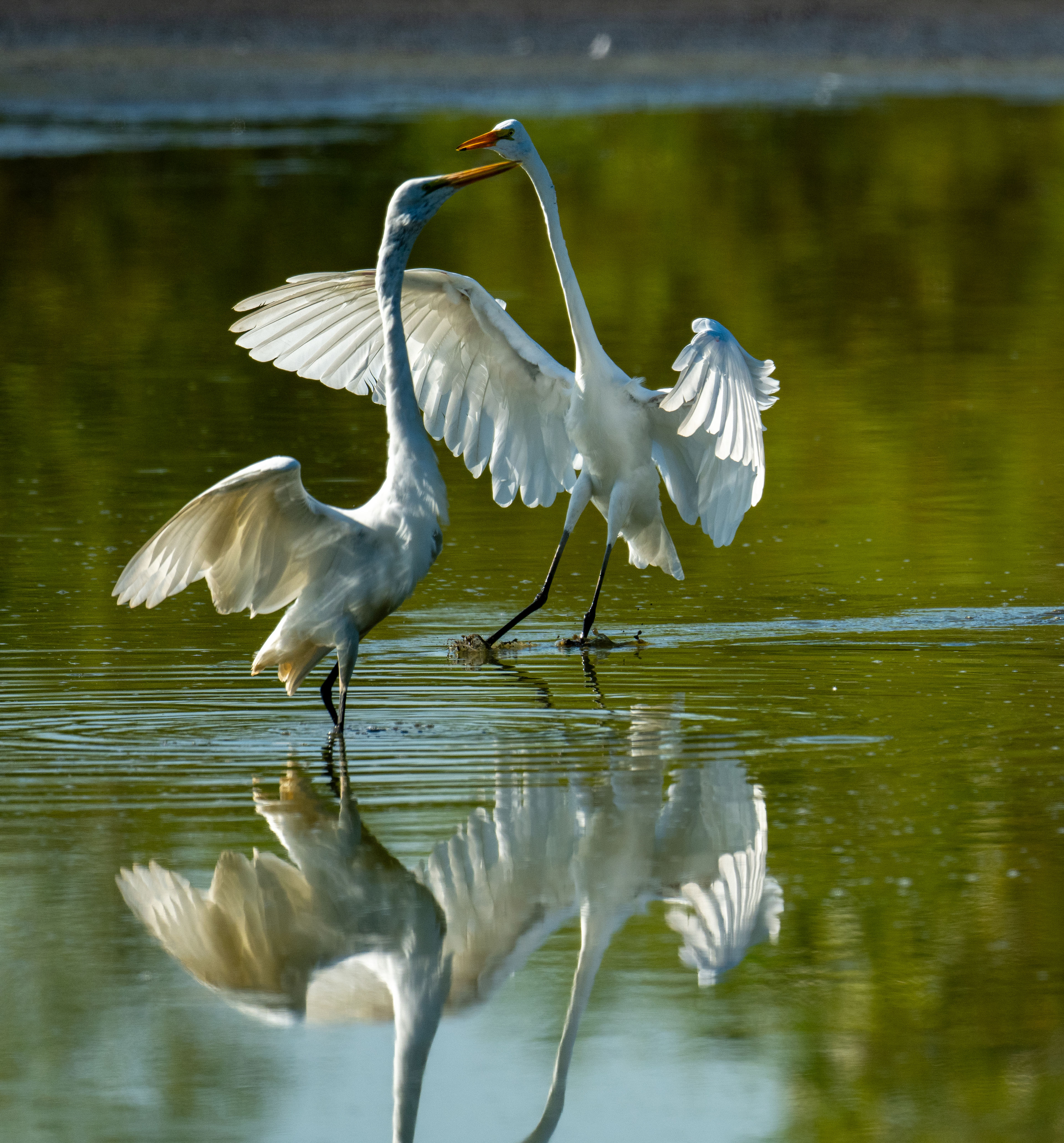 Great Egret