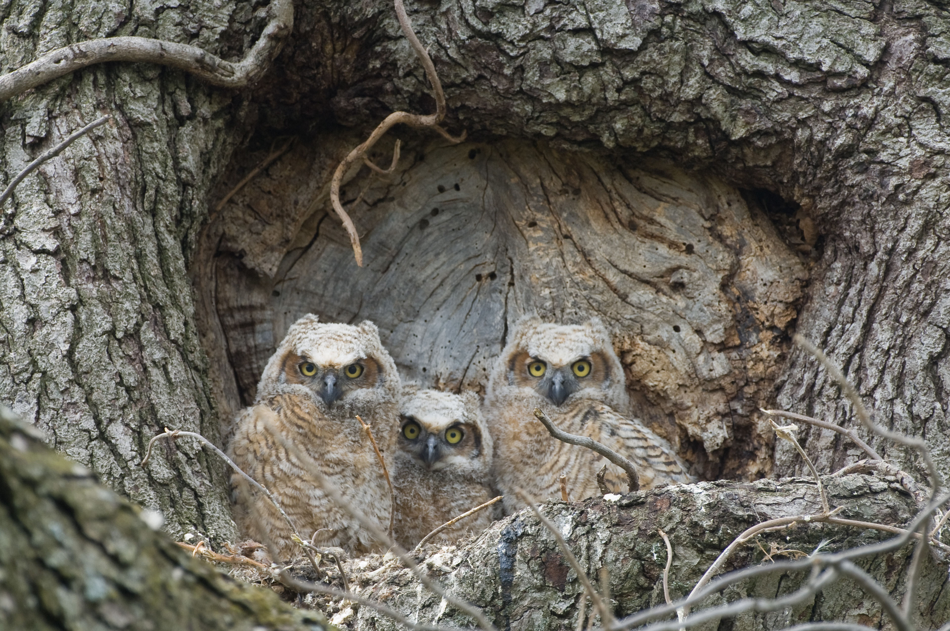 Great Horned Owl