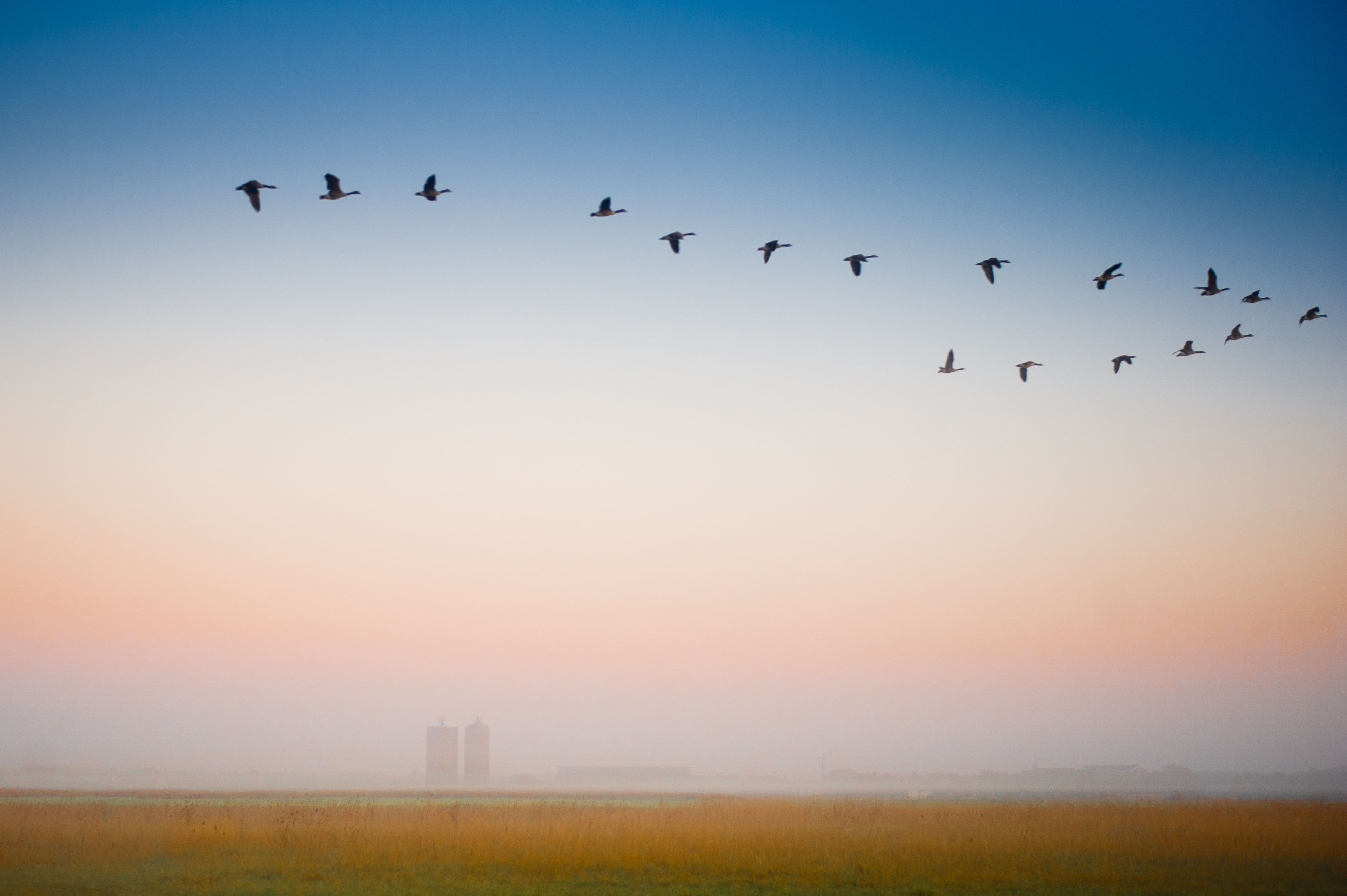 Geese in flight