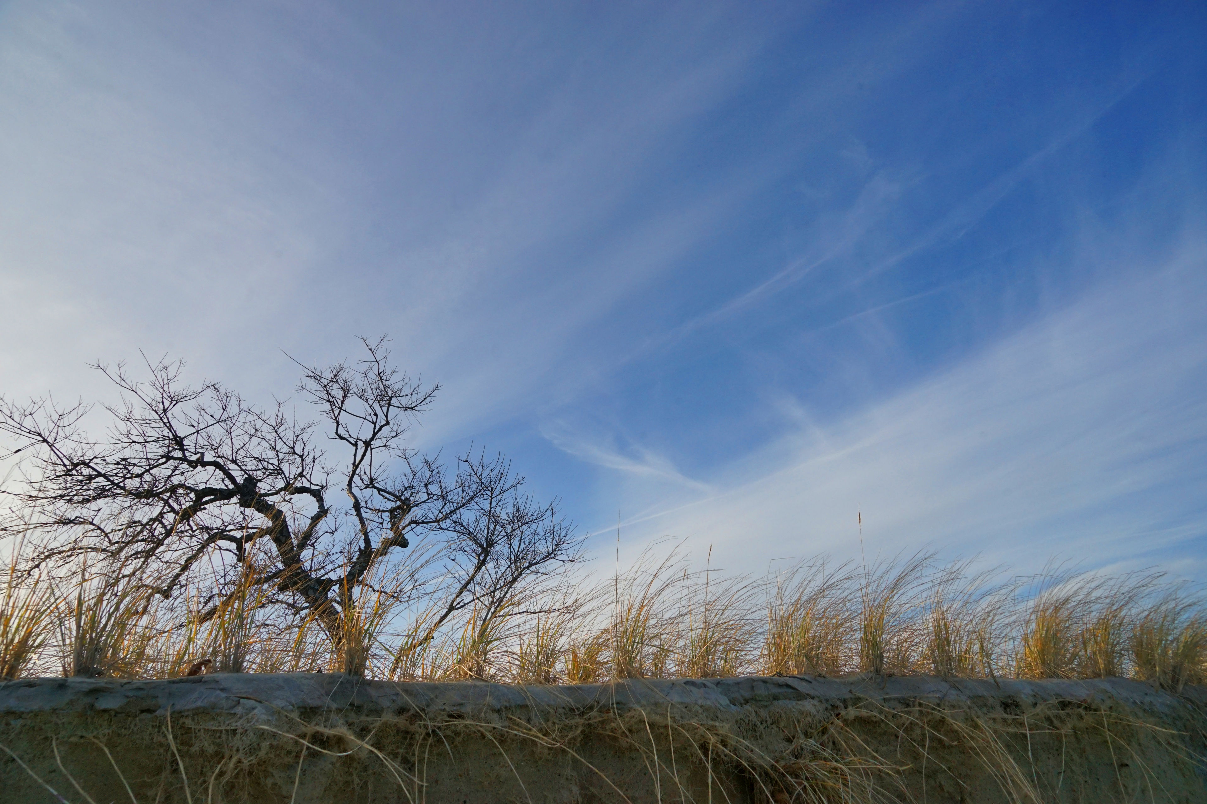 dune grasses