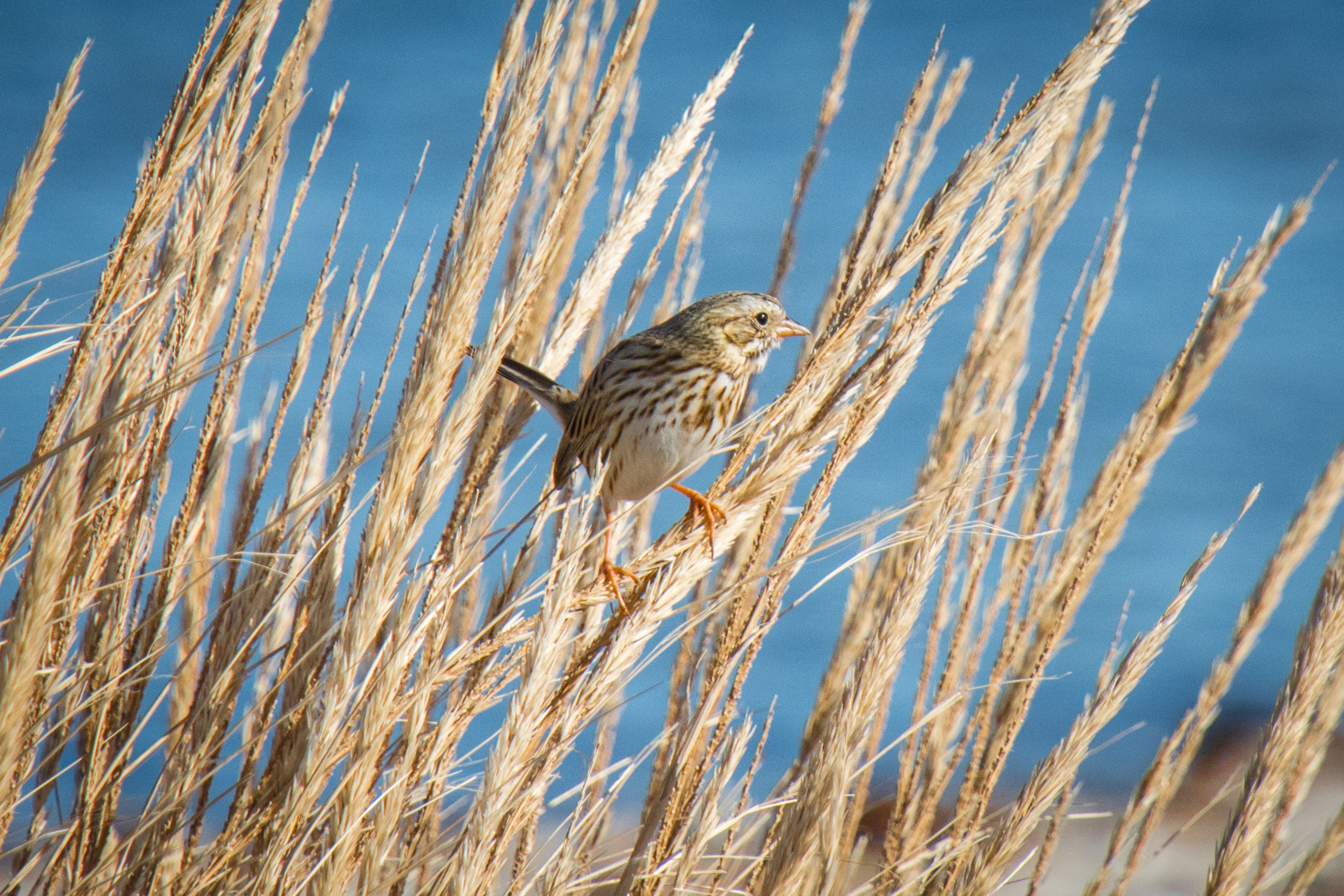 Song Sparrow