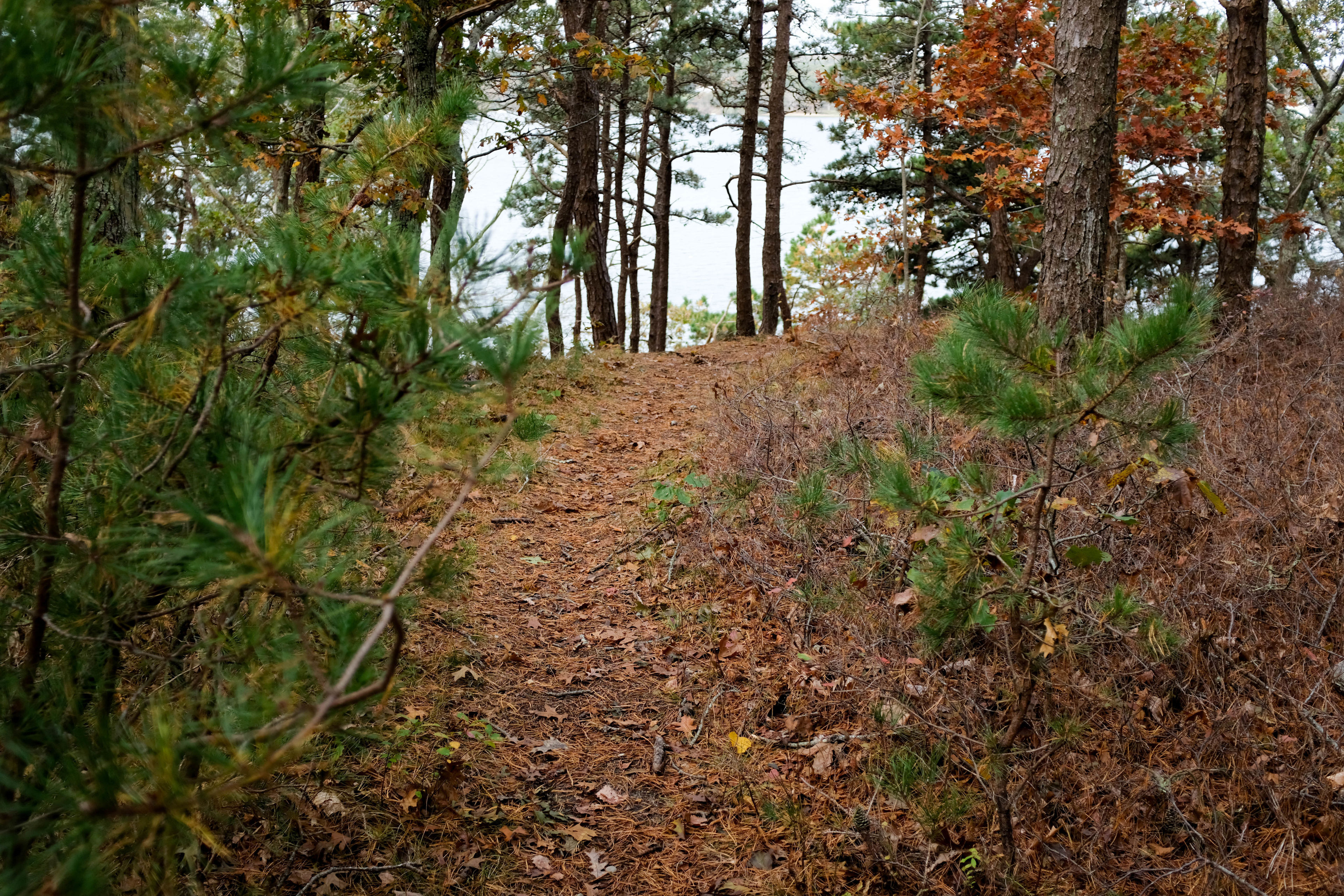 woods path