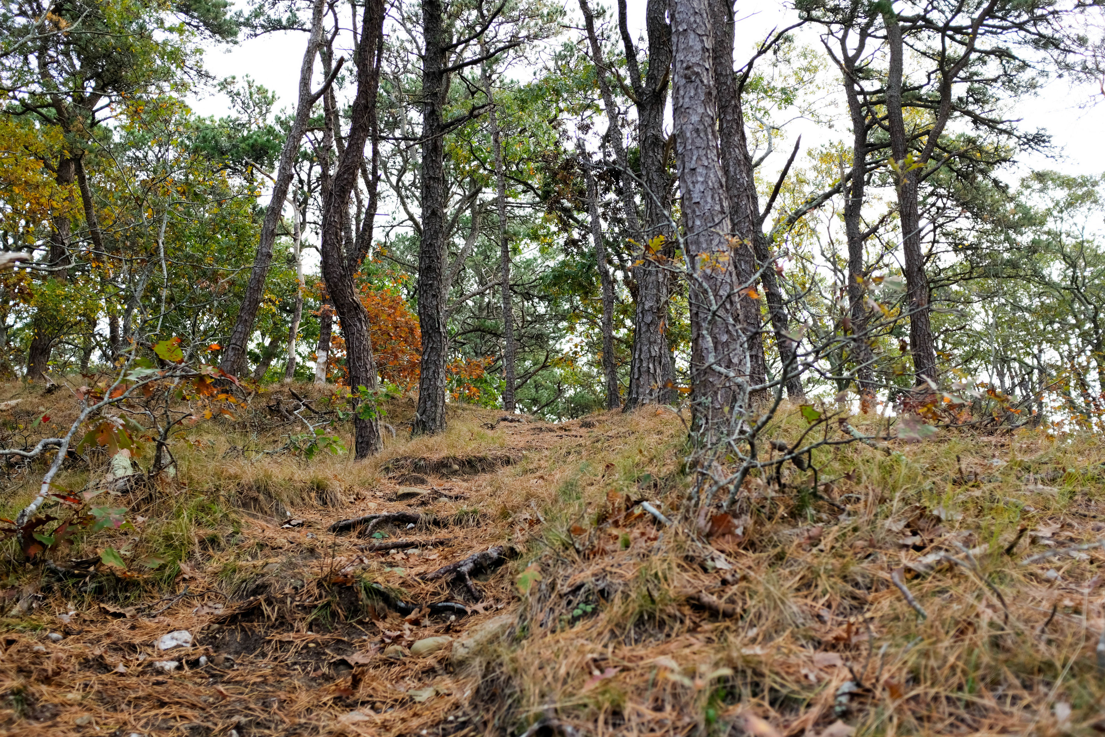 roots in trail