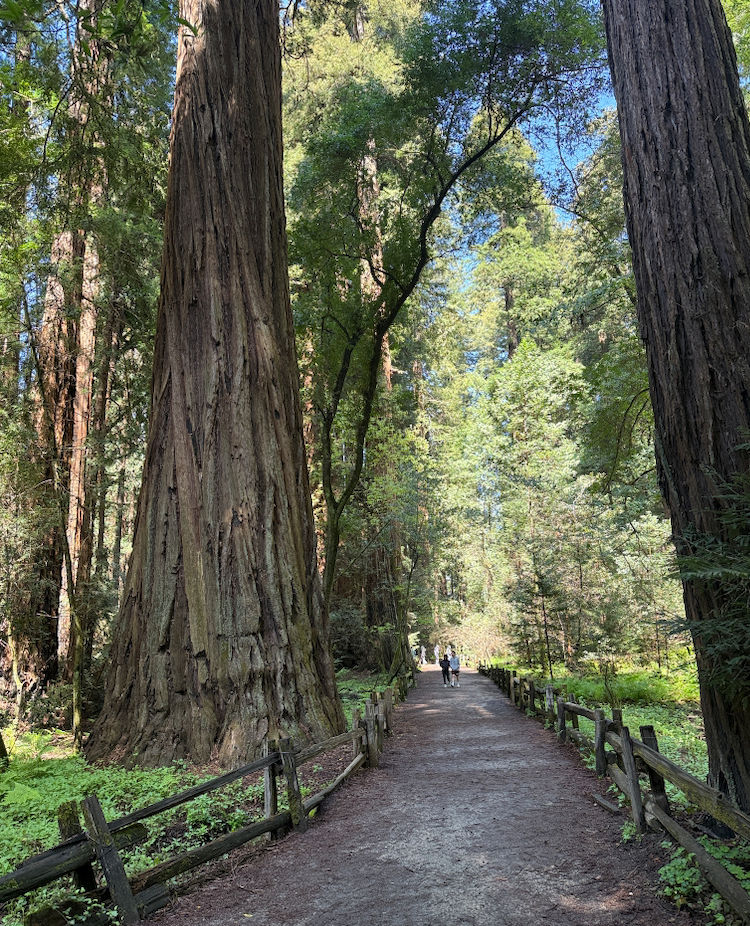 Redwood Grove Loop Forest Bathing Experience - Outings - OuterSpatial