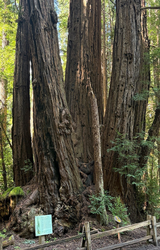 Redwood Grove Loop Forest Bathing Experience - Outings - OuterSpatial