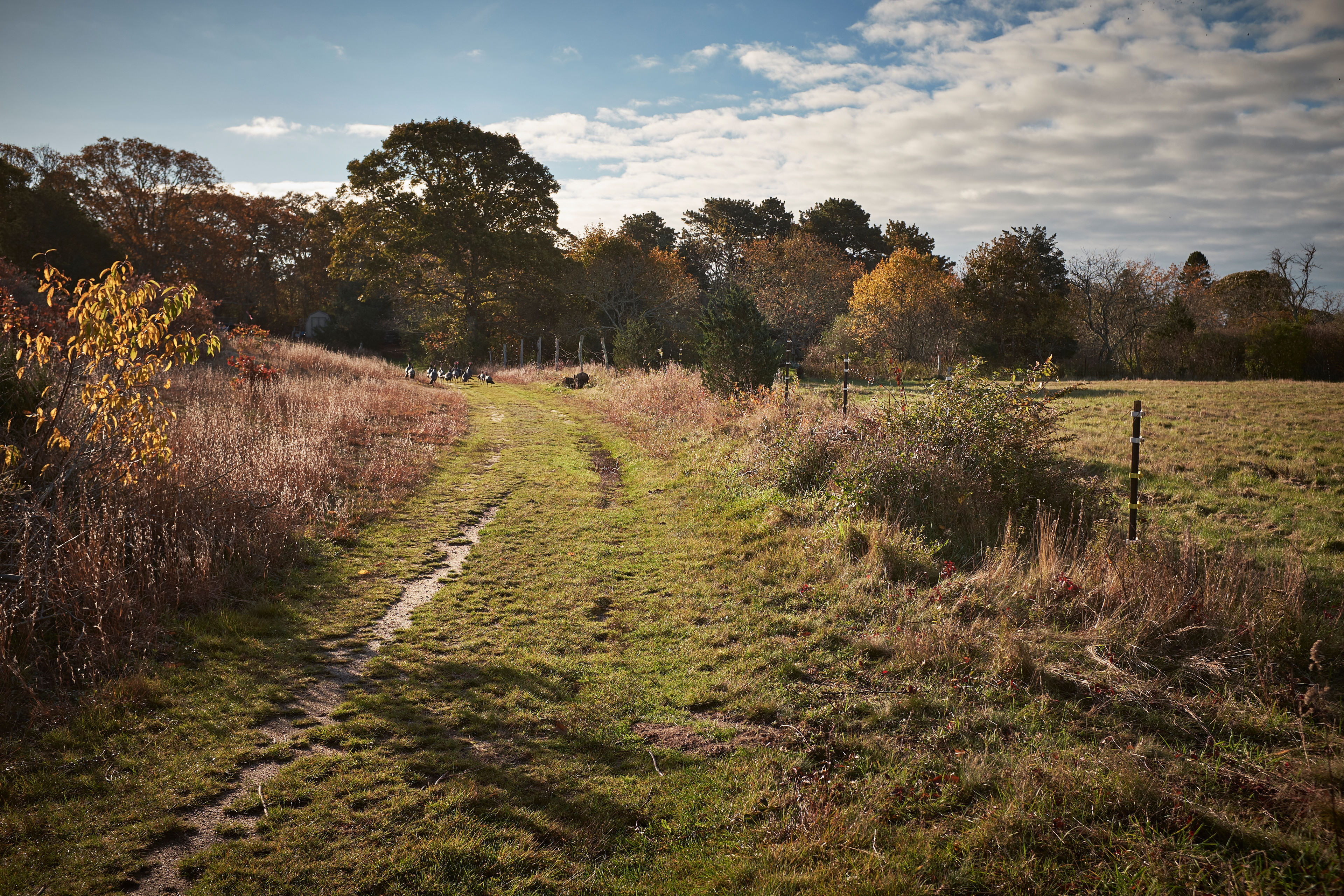 trail along Old Courthouse Road