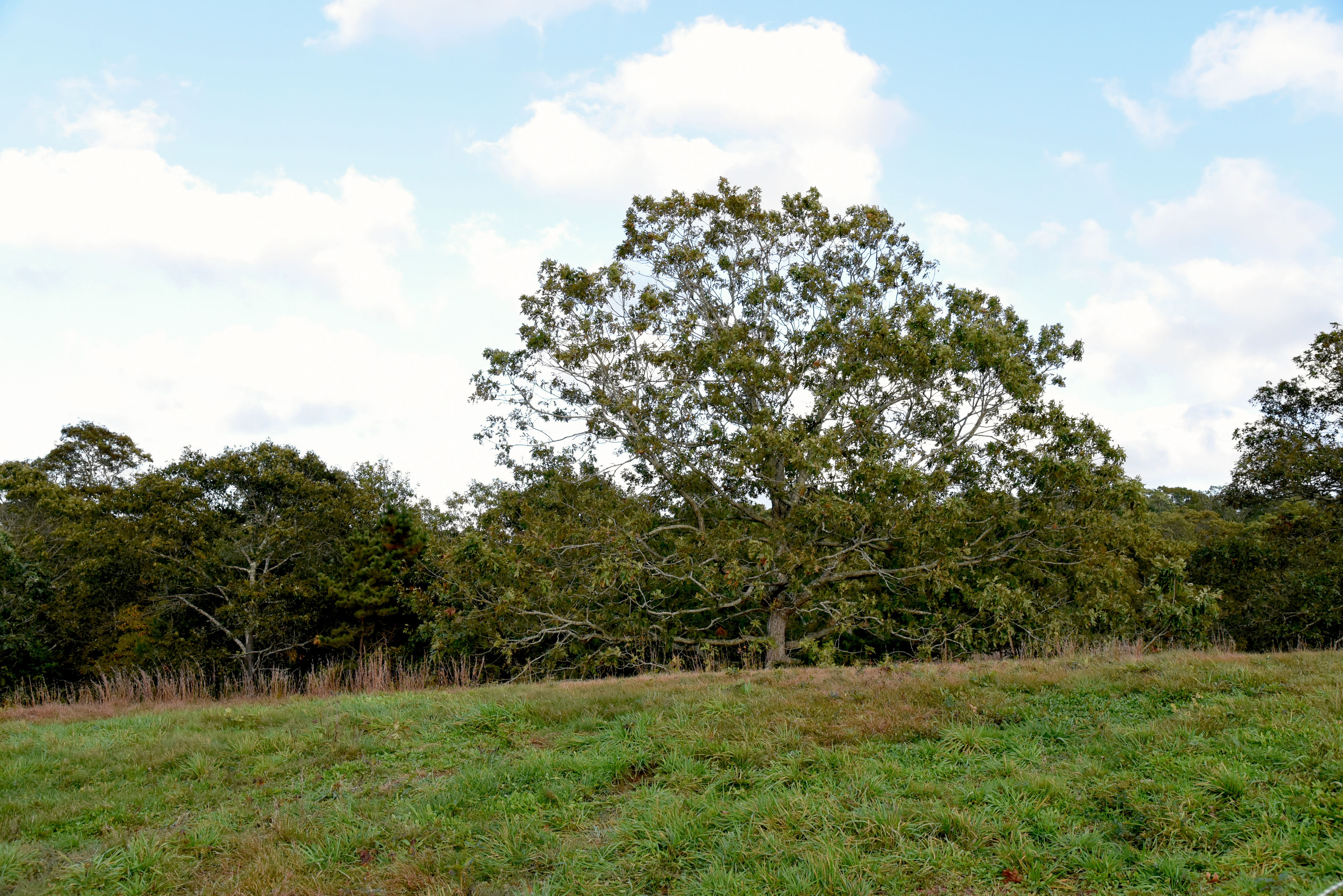 field view