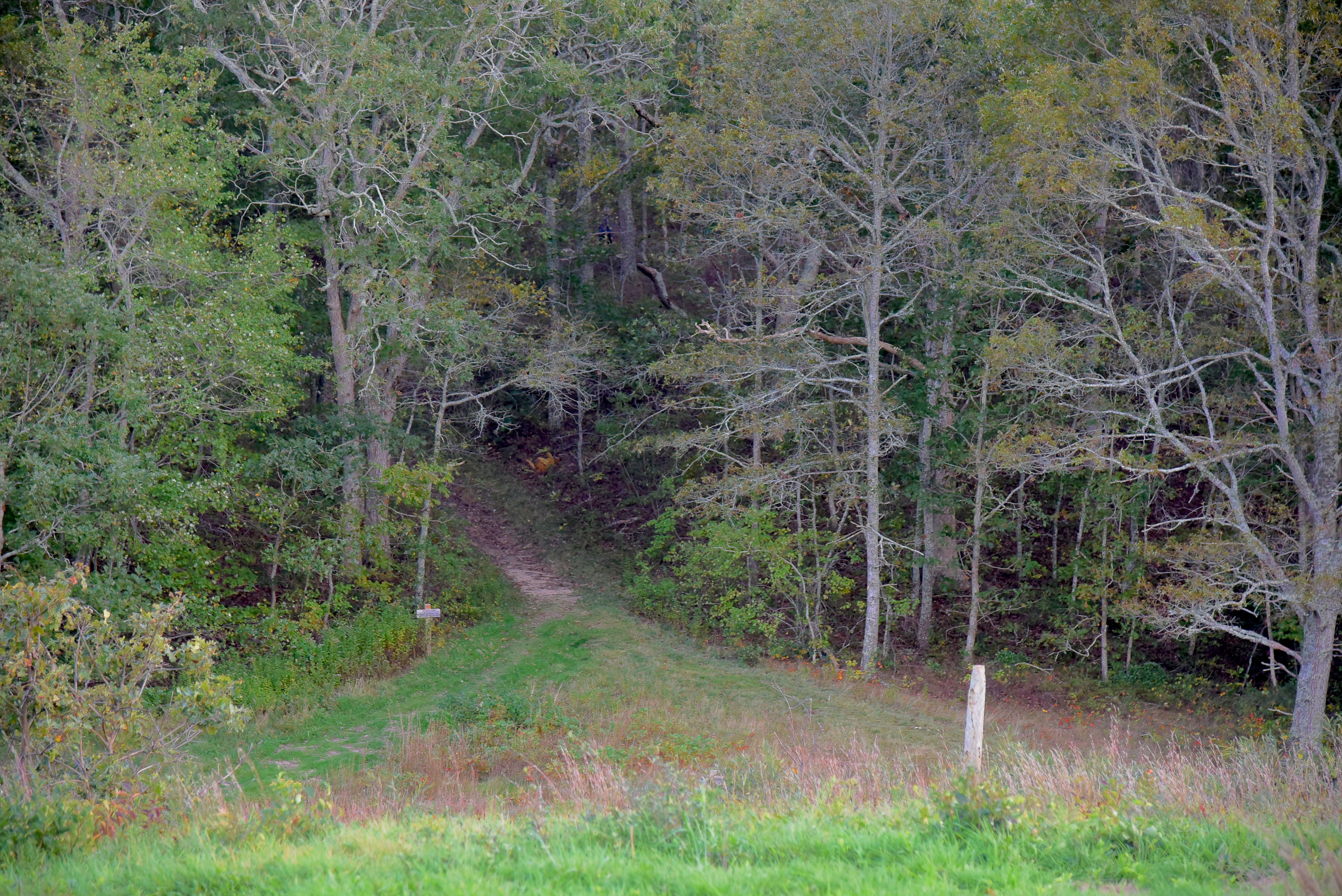 trail into woods