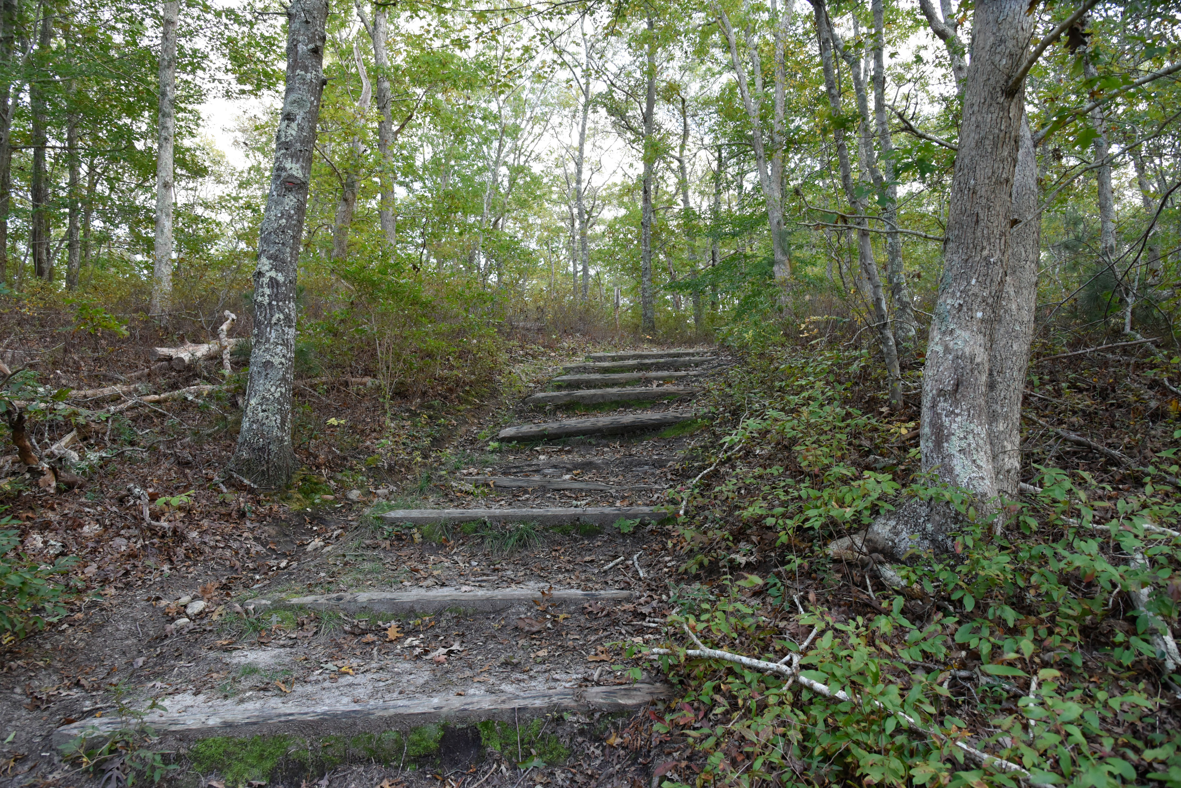 woods trail