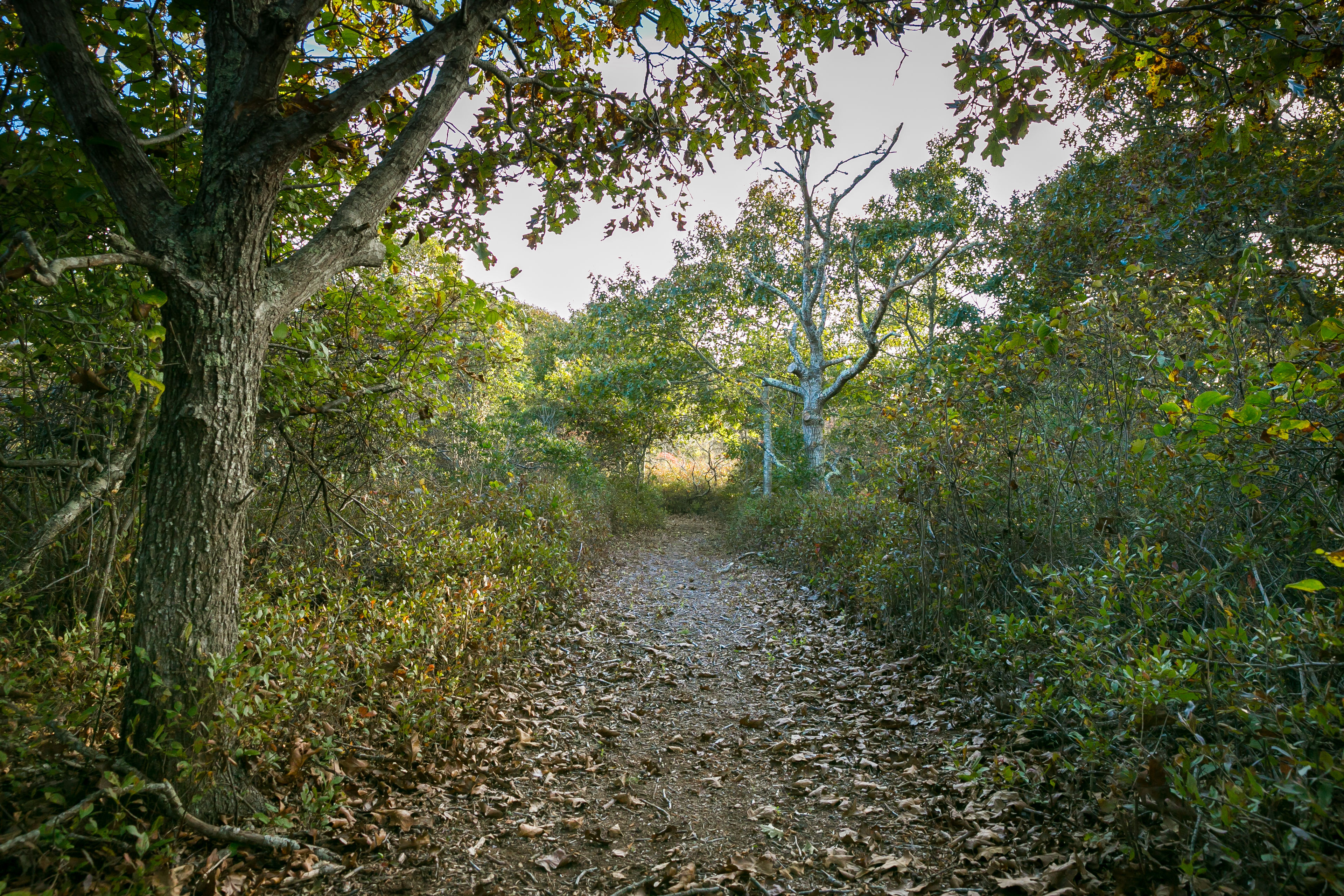 woods trail