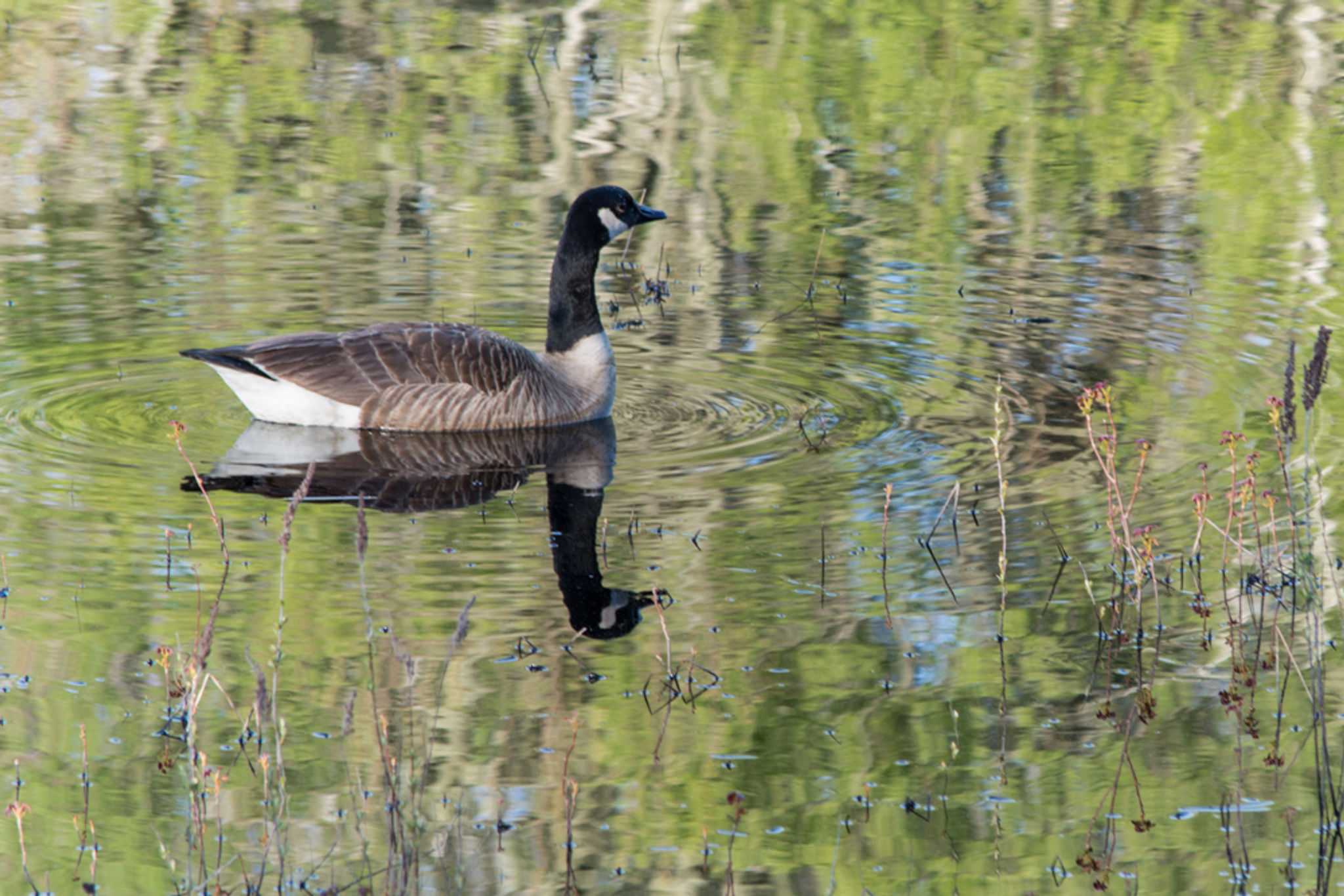 Canadian Goose