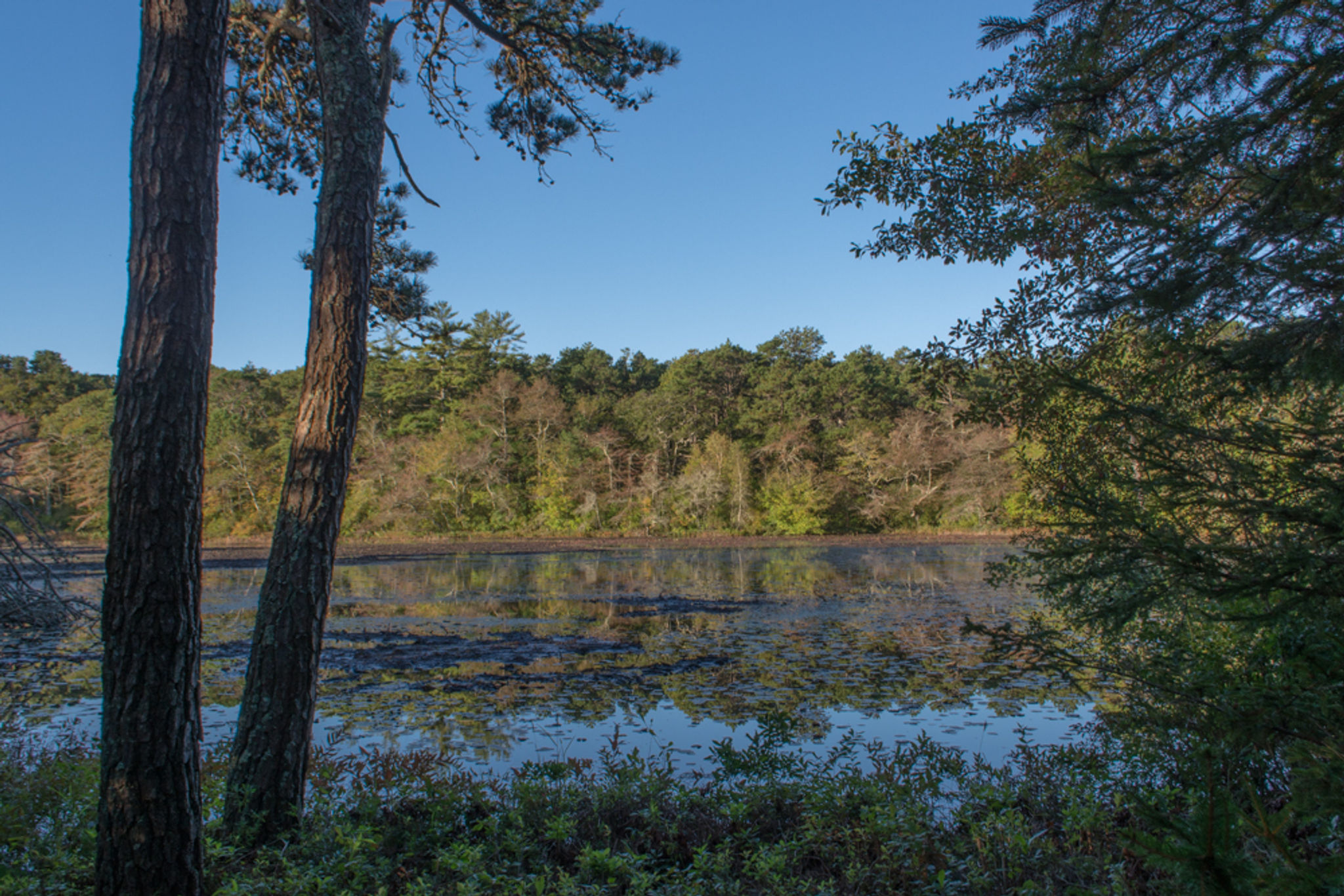 large pond