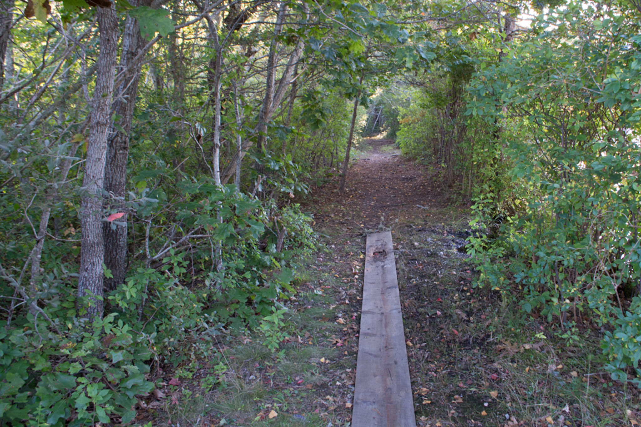 Trail