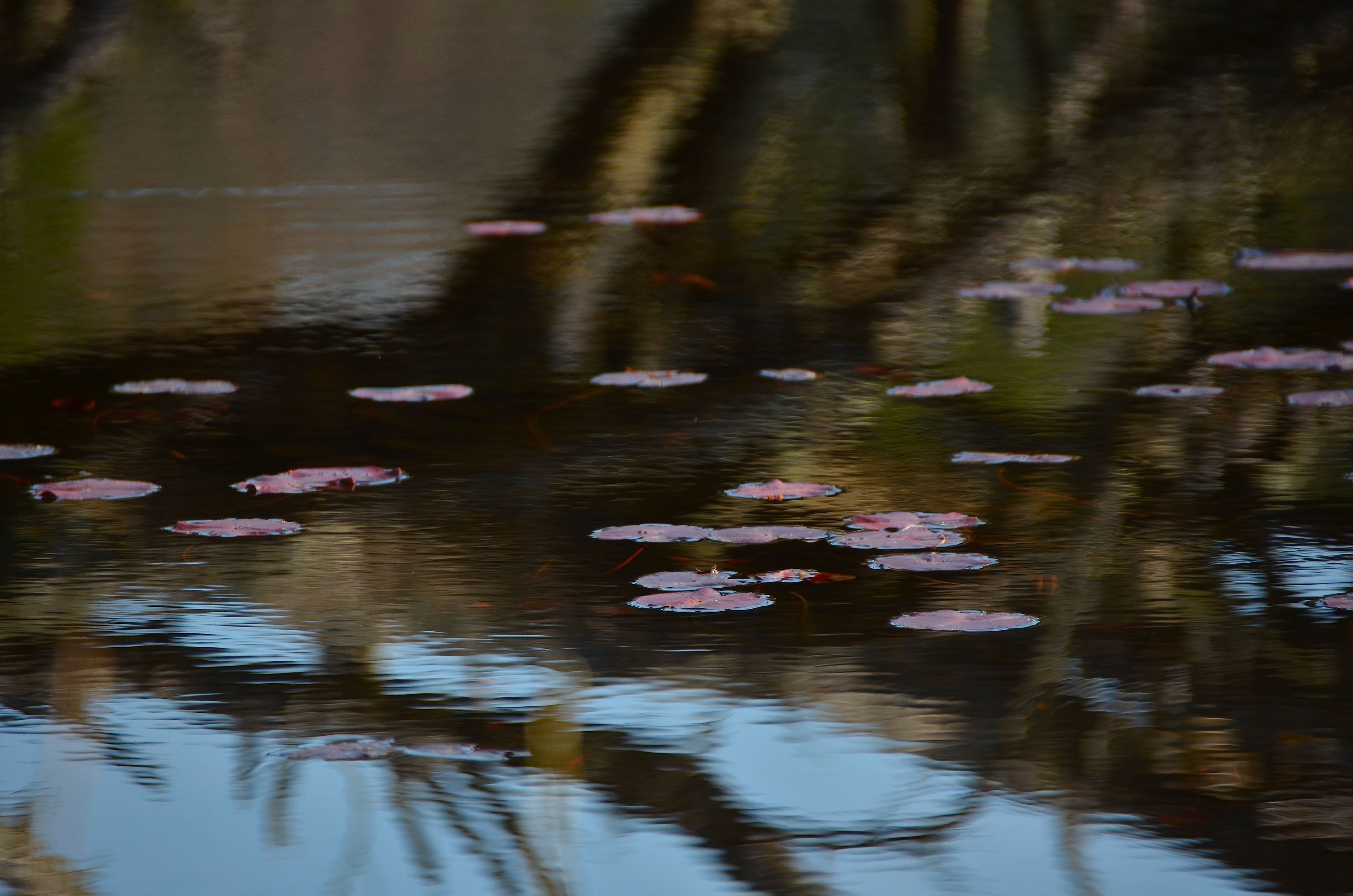 lilypads on pond