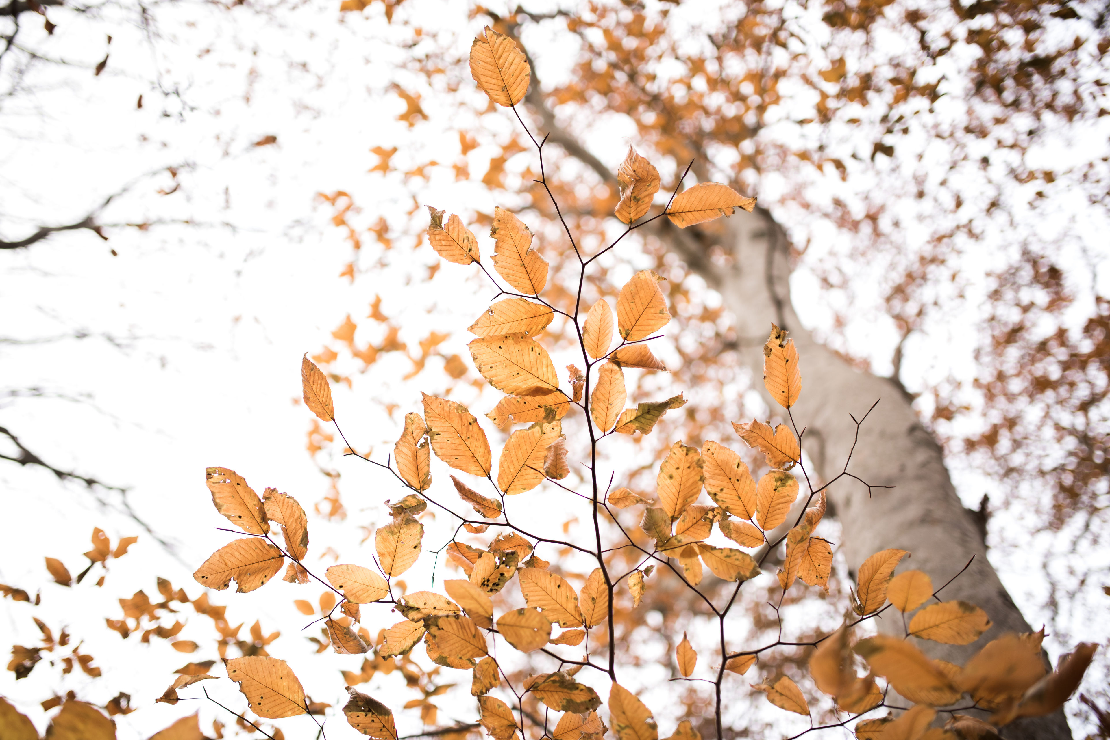 Fall beech leaves