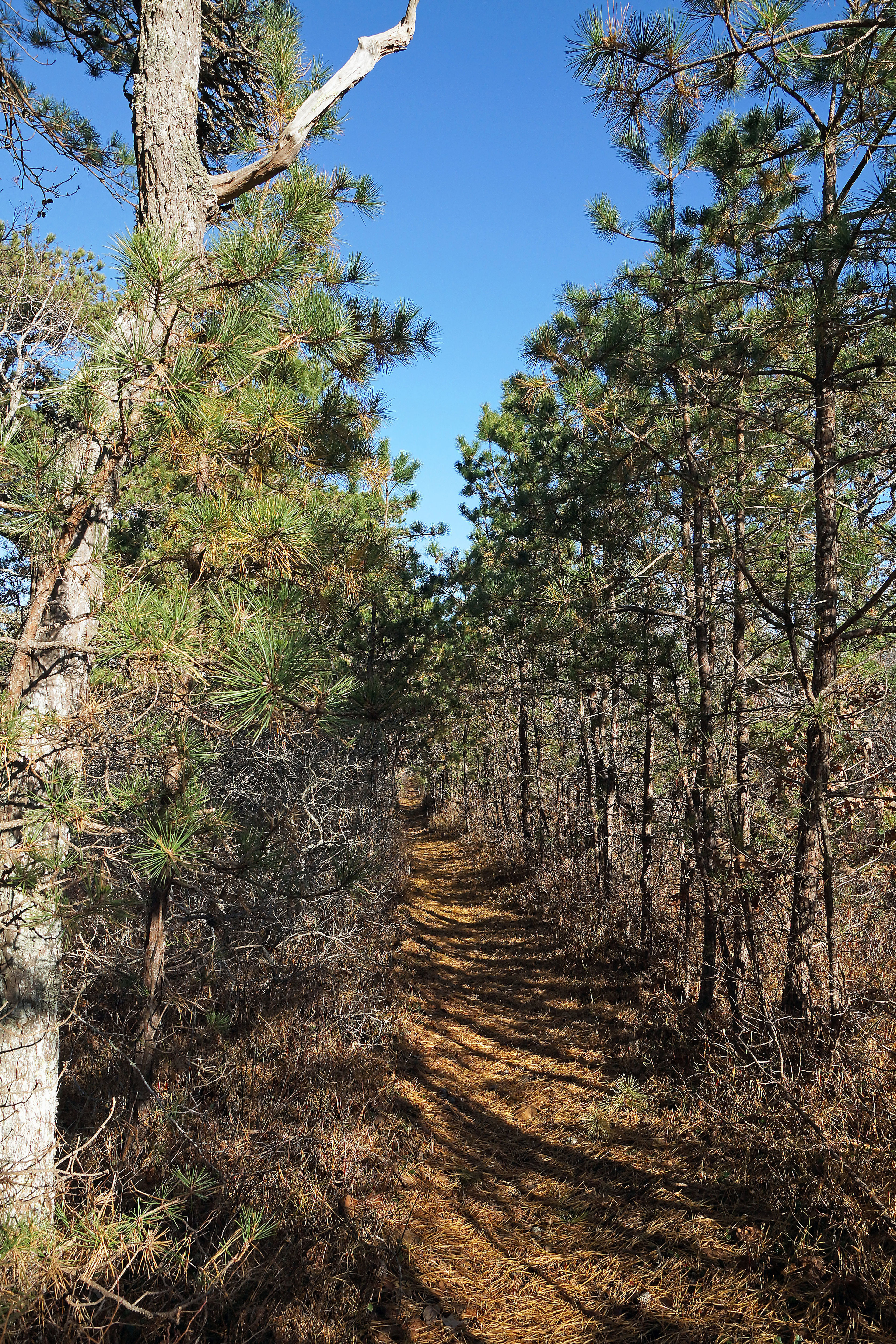 woods path