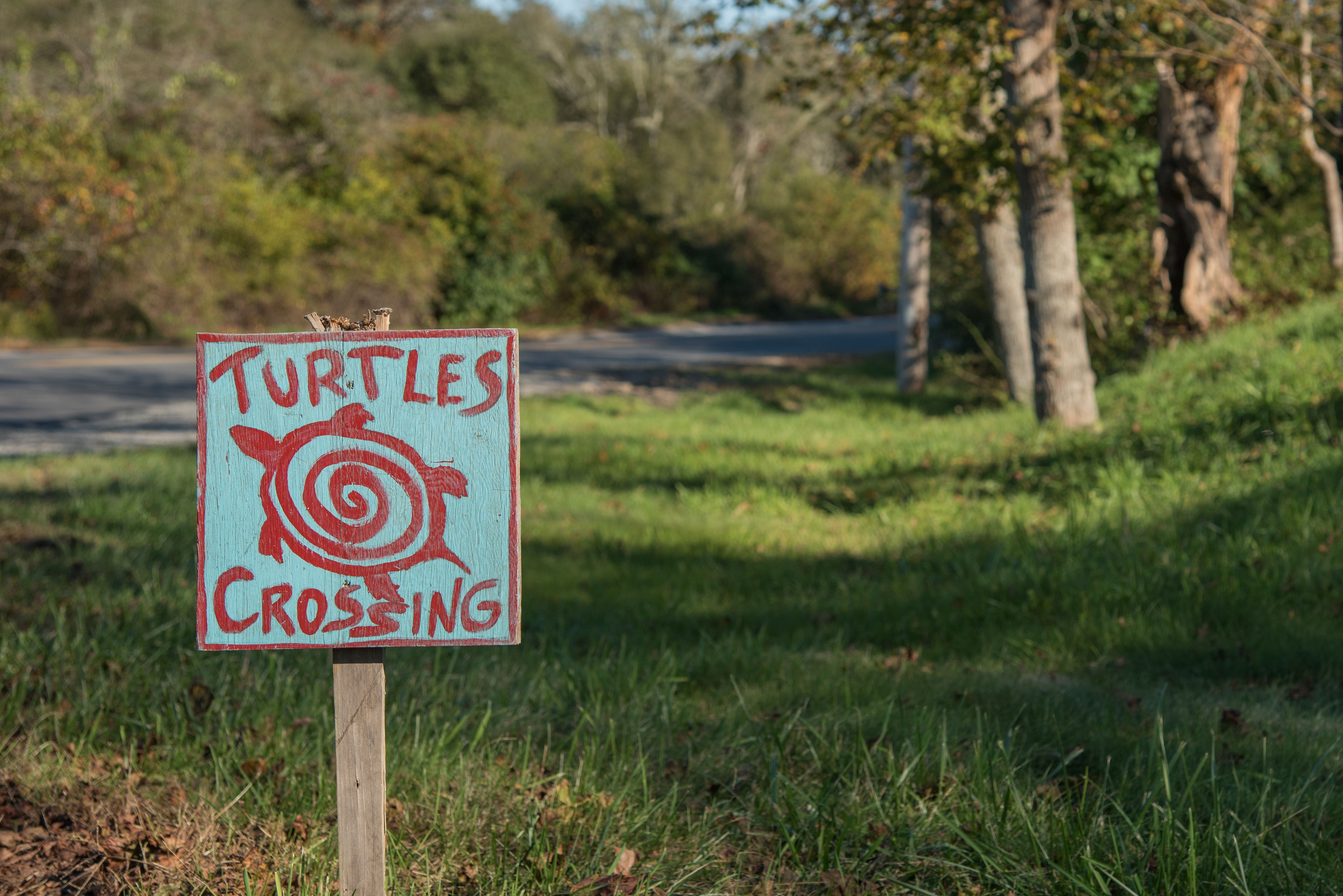 turtle crossing near crossing to Mill Pond path