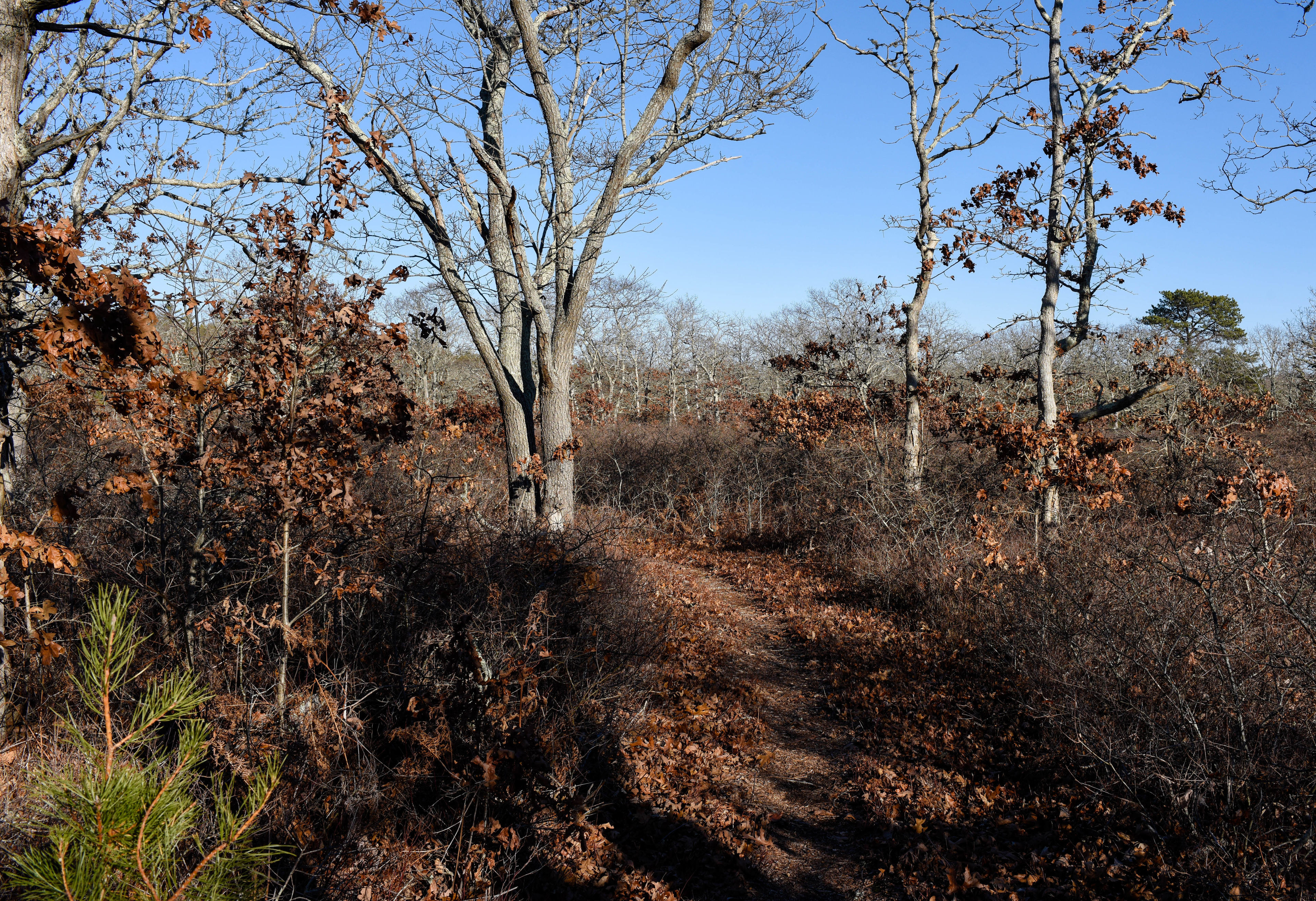 woods trail