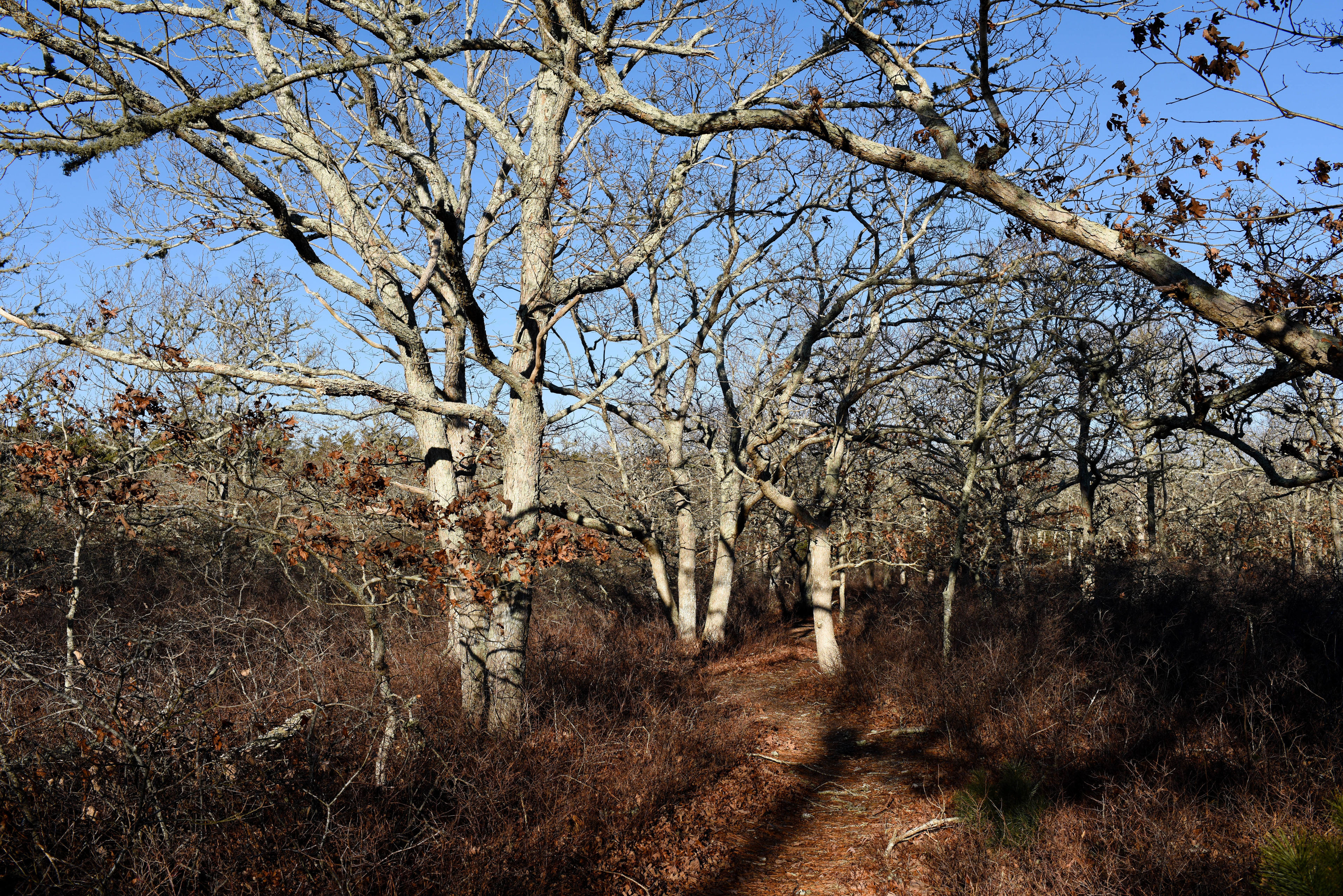 woods trail