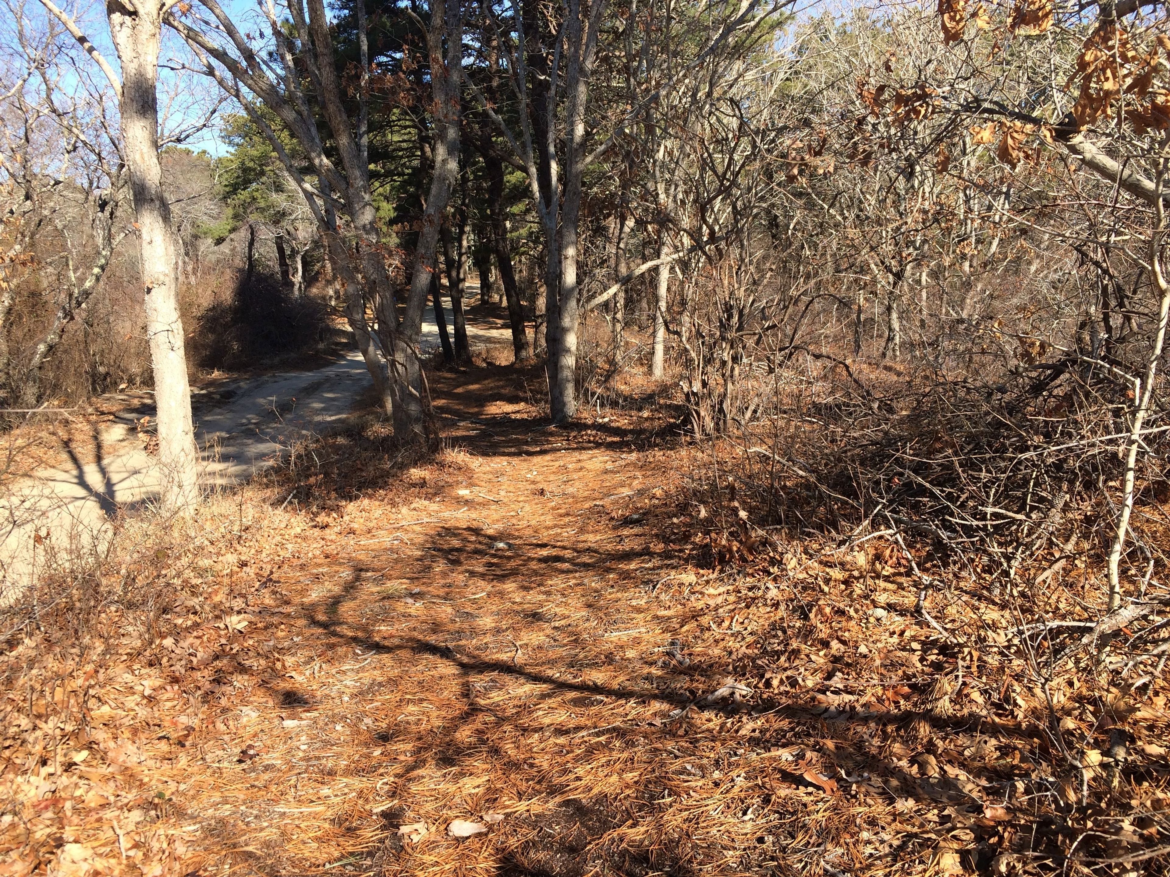 pine-needled path