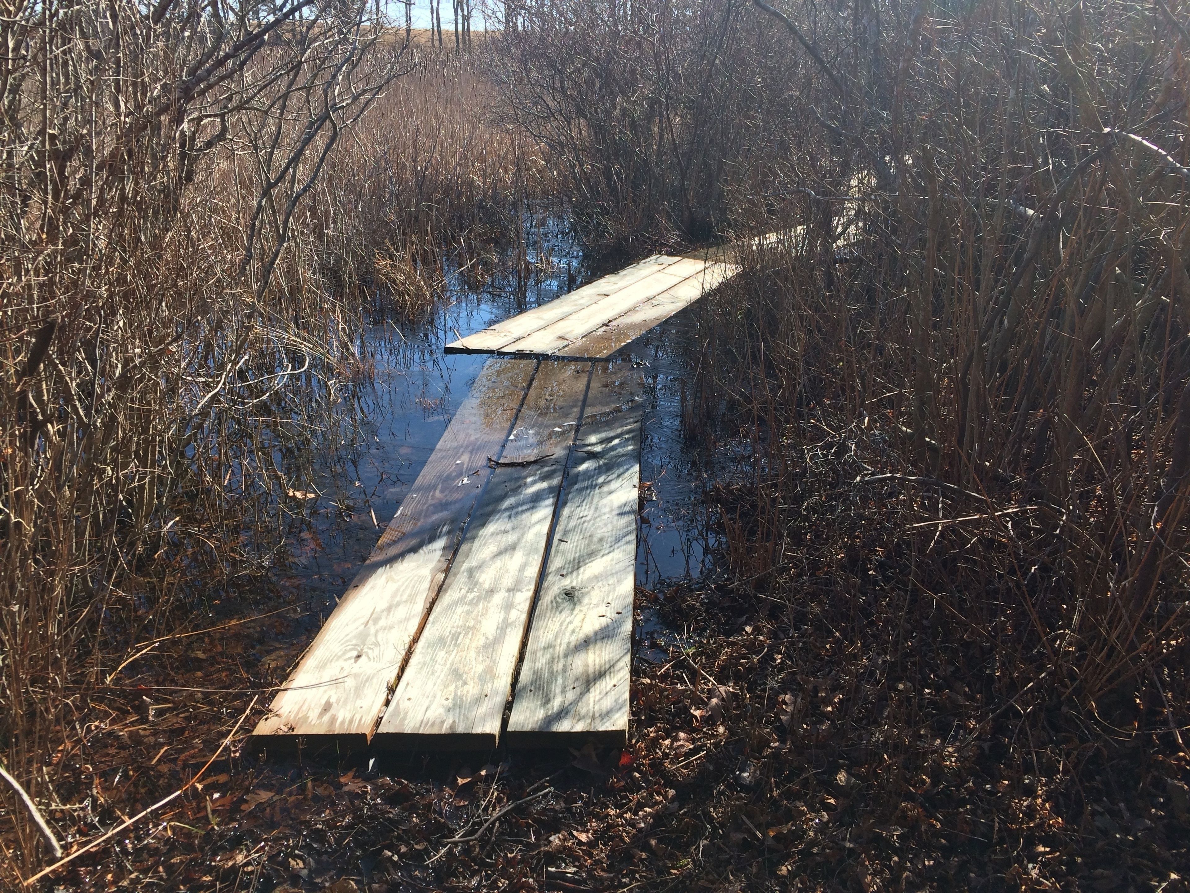 boardwalk in early spring