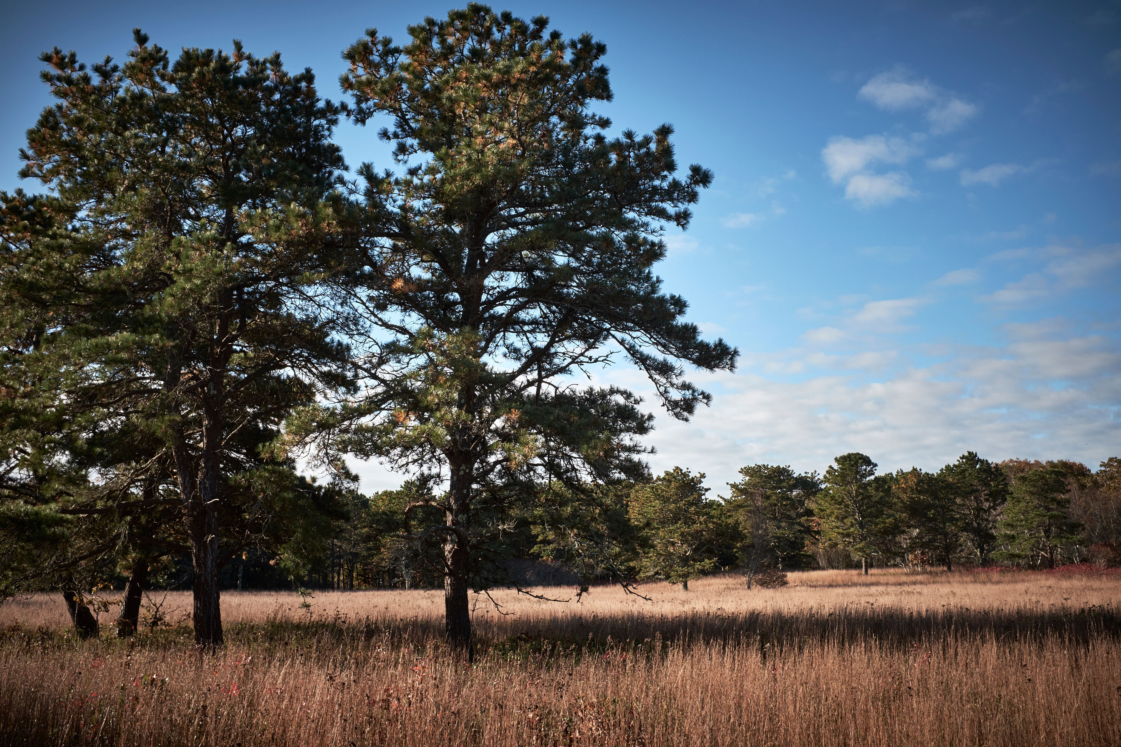 field view