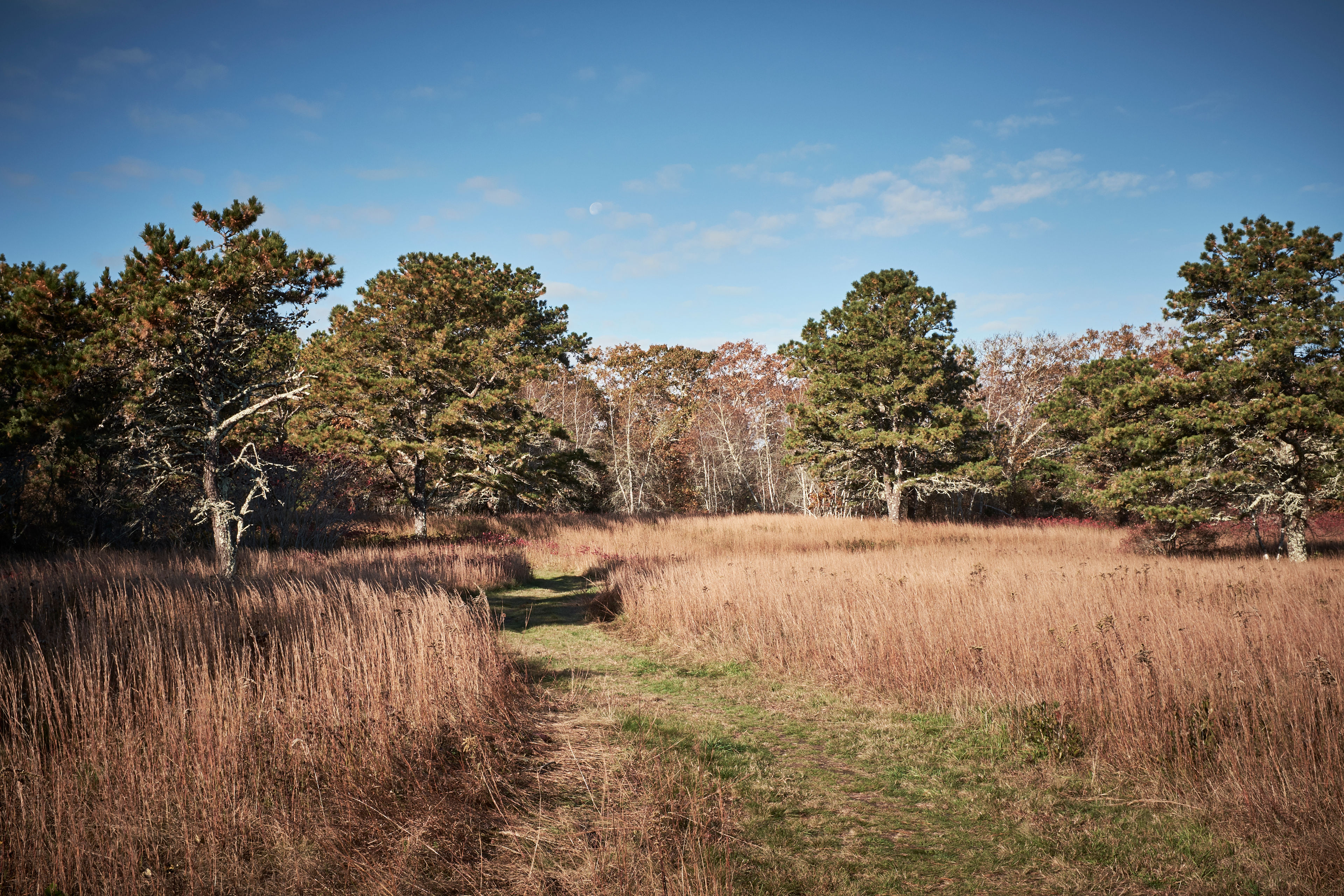 grassy path