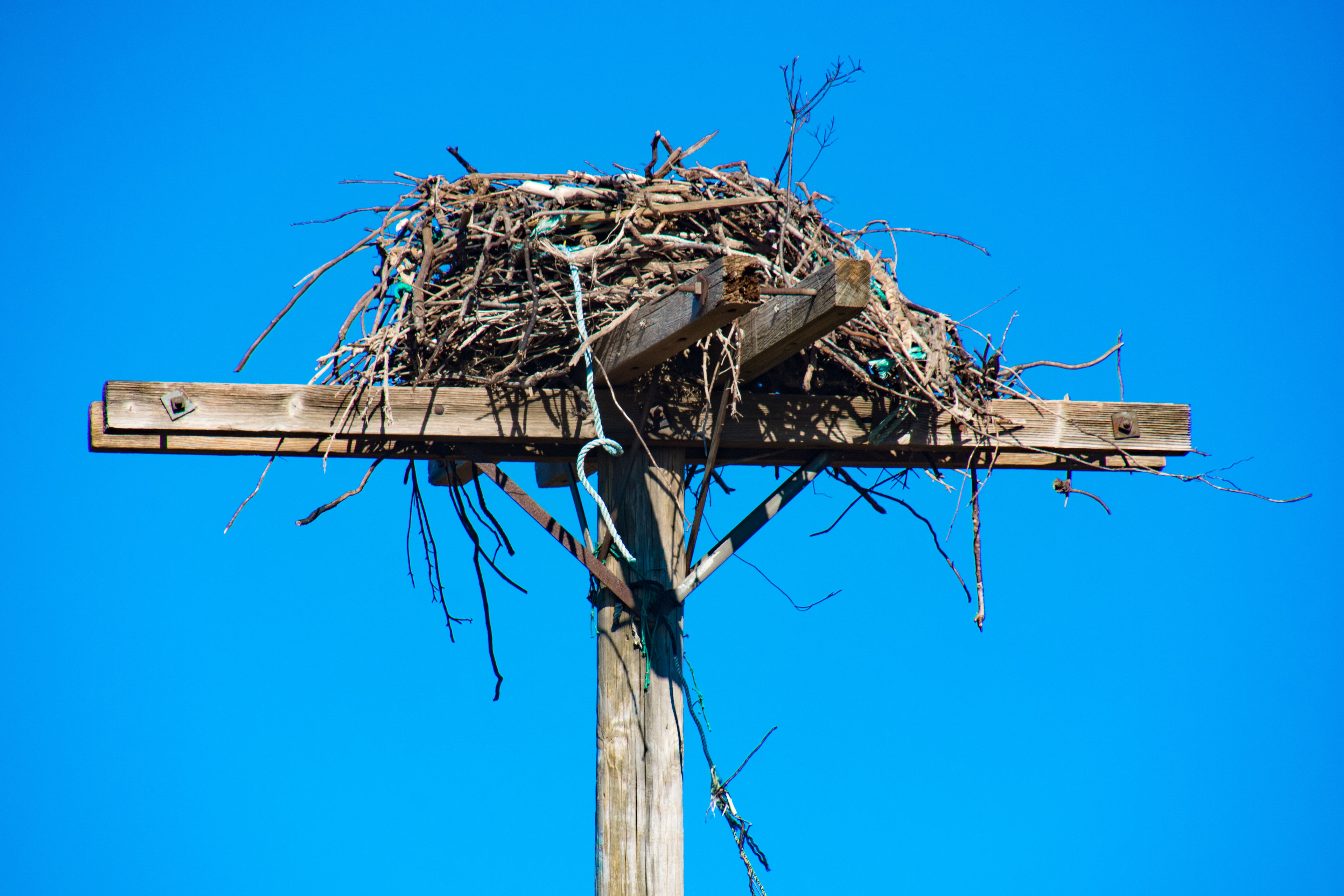 Osprey nest