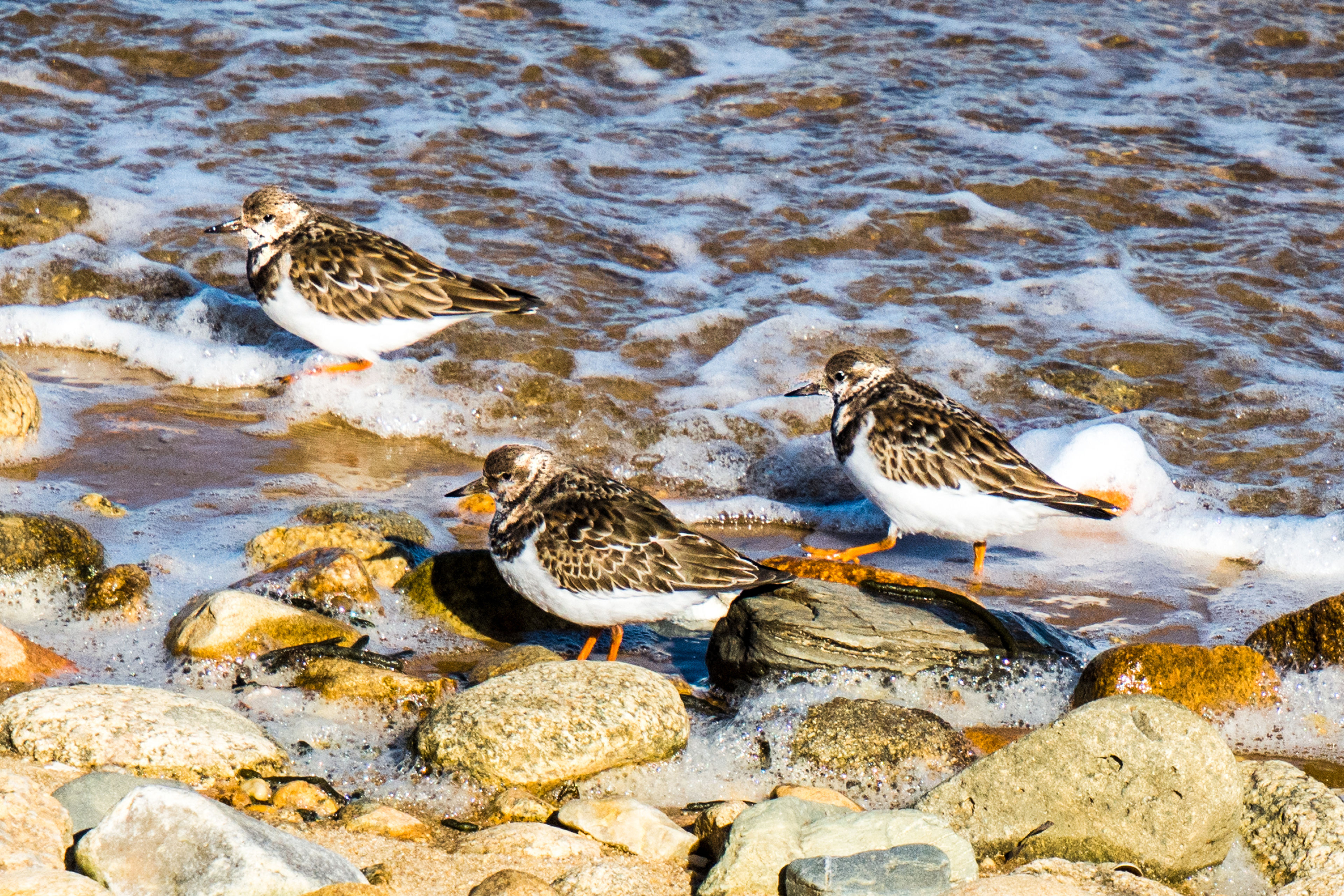 Ruddy Turnstones