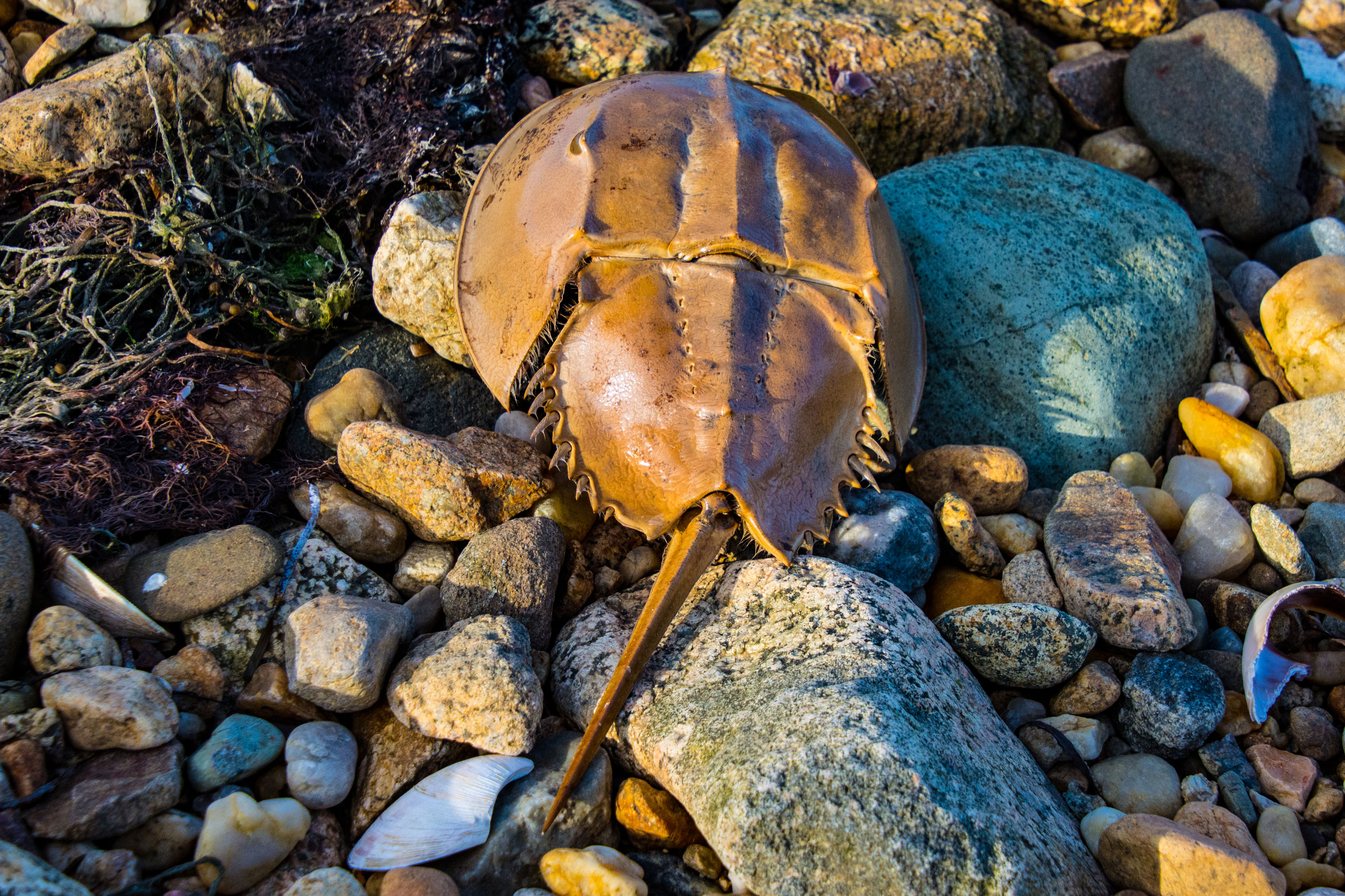 horseshoe crab