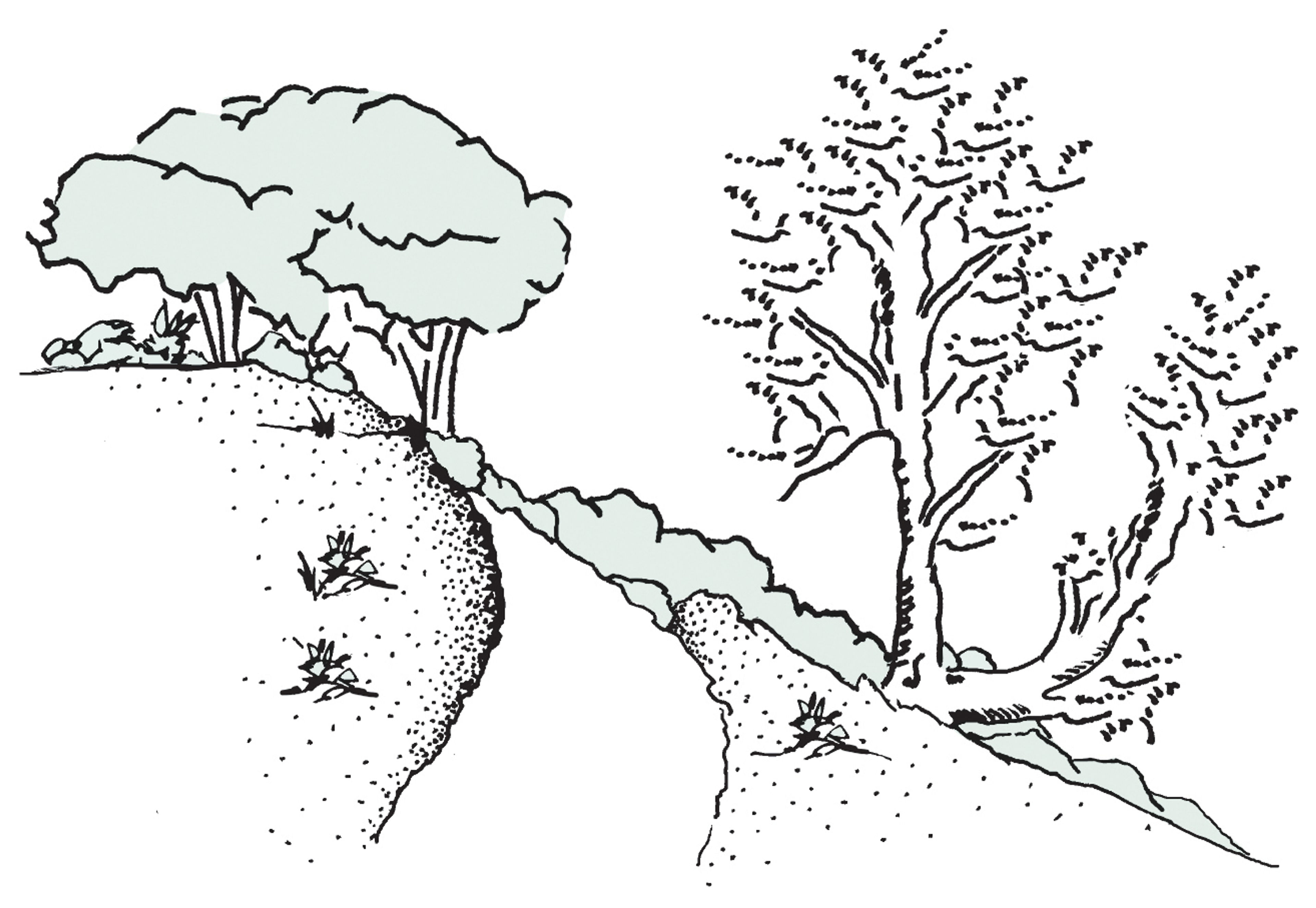 Two oak trees, growth affected by 1906 earthquake